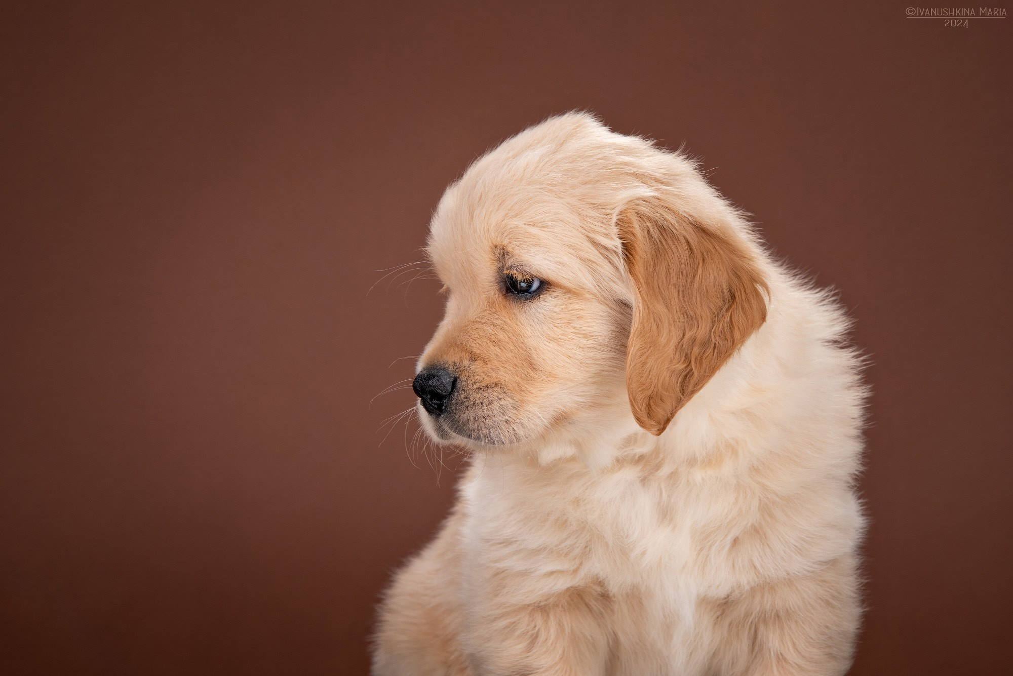 Фотосессия щенков на фонах. Фотограф собак в Москве и Московской области Иванушкина Мария