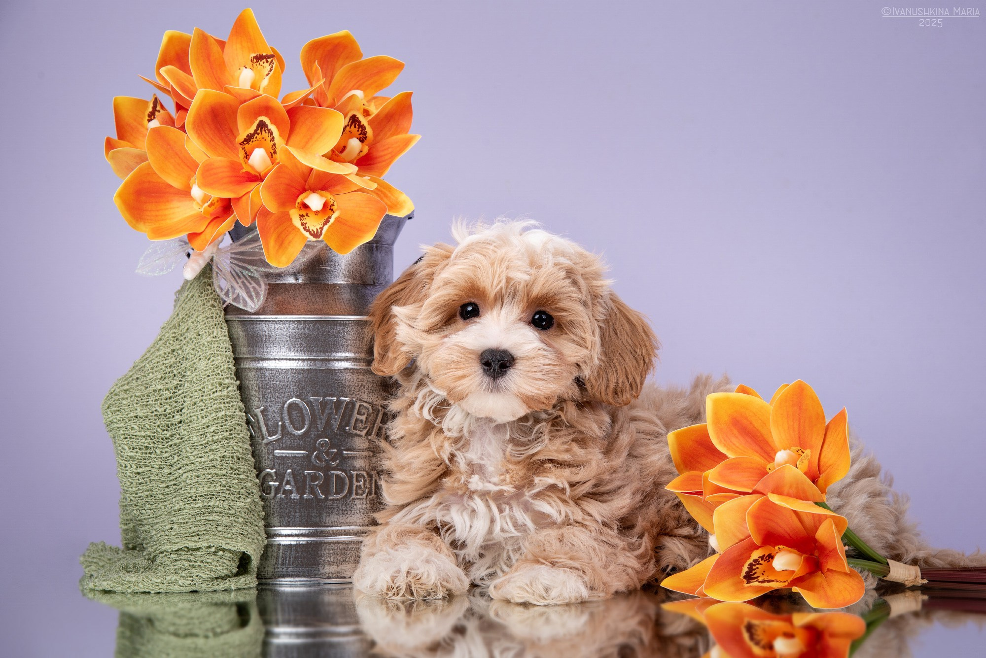 щенок мальтезе