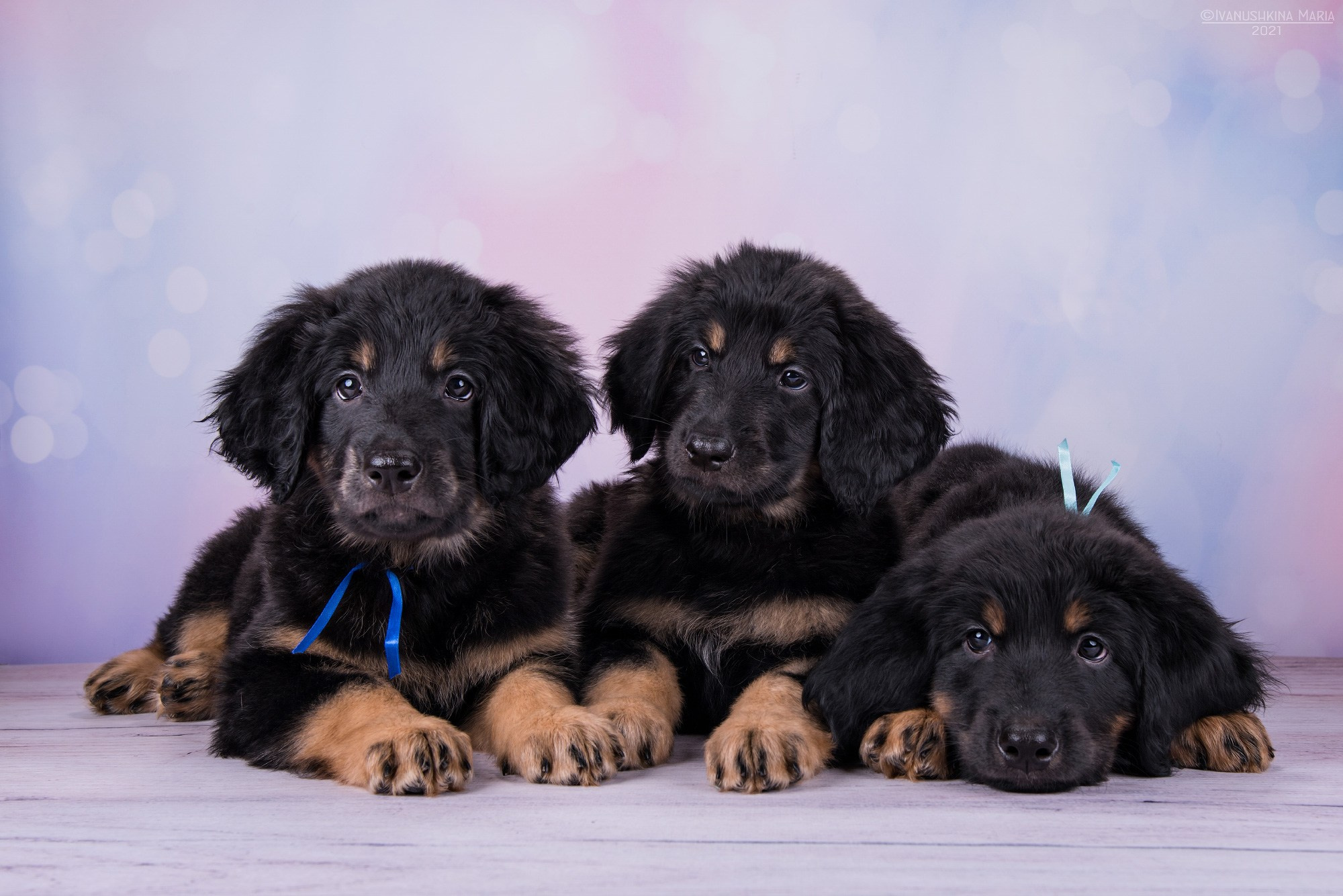 щенки ховаварта