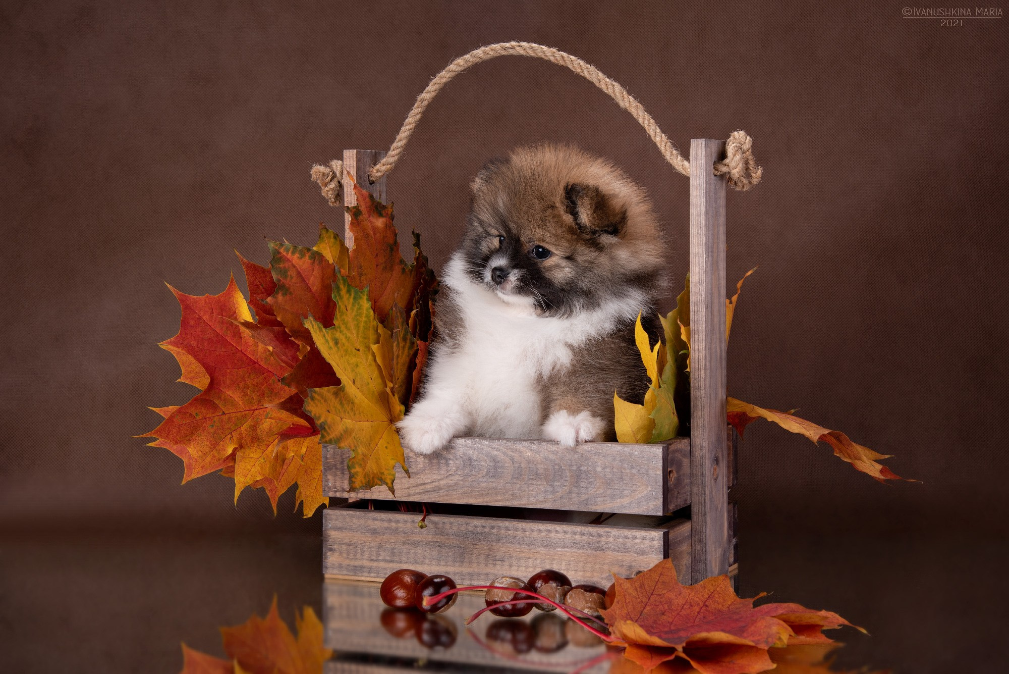 Фотосессия щенков на фонах. Фотограф собак в Москве и Московской области Иванушкина Мария