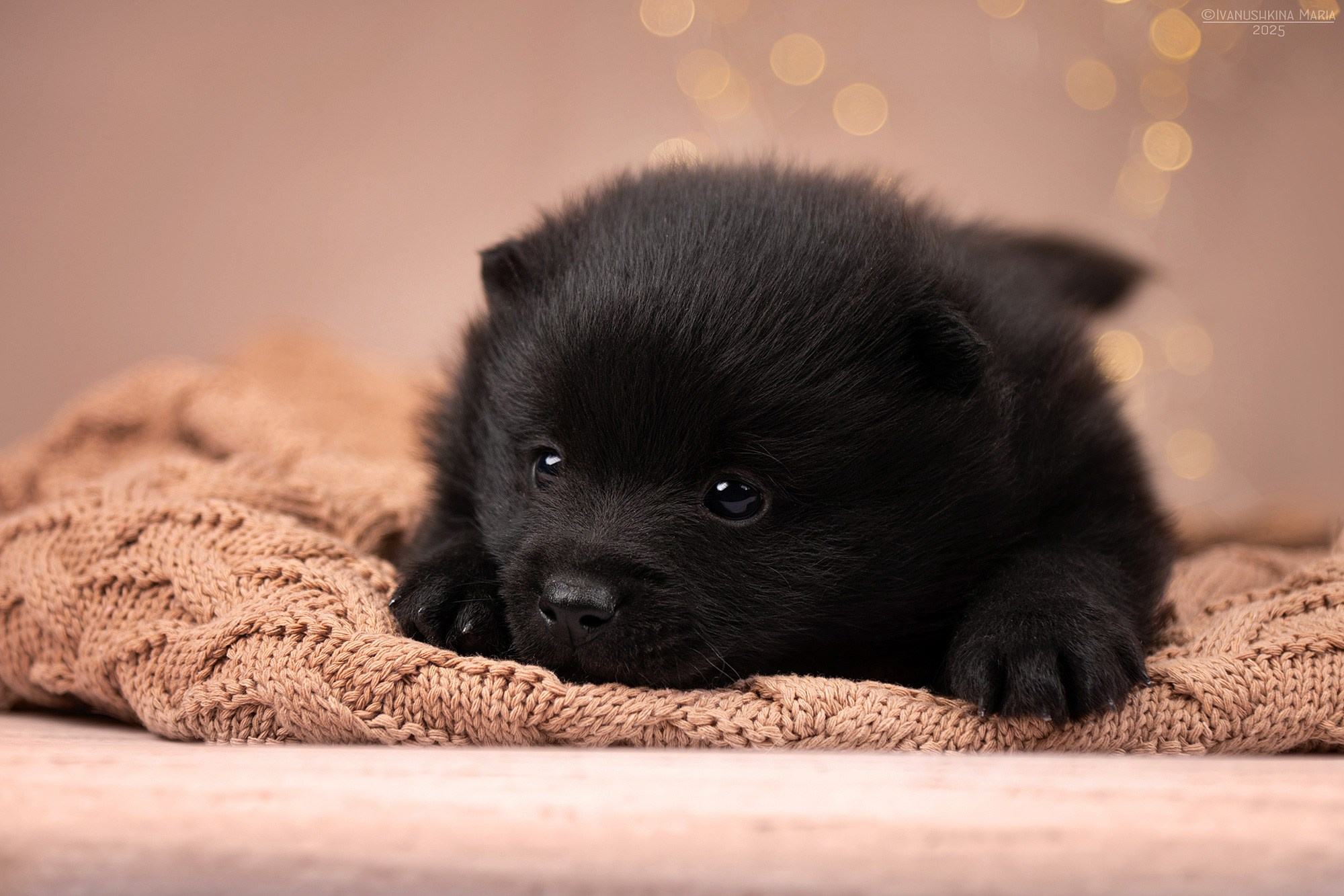 Фотосессия щенков на фонах. Фотограф собак в Москве и Московской области Иванушкина Мария