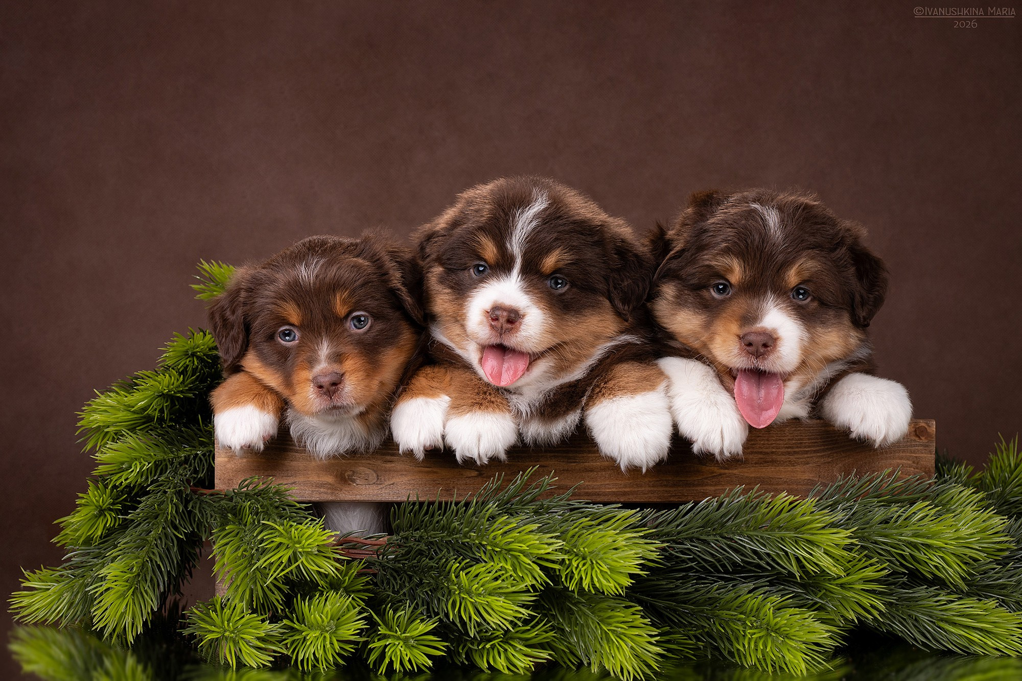 Фотосессия щенков на фонах. Фотограф собак в Москве и Московской области Иванушкина Мария