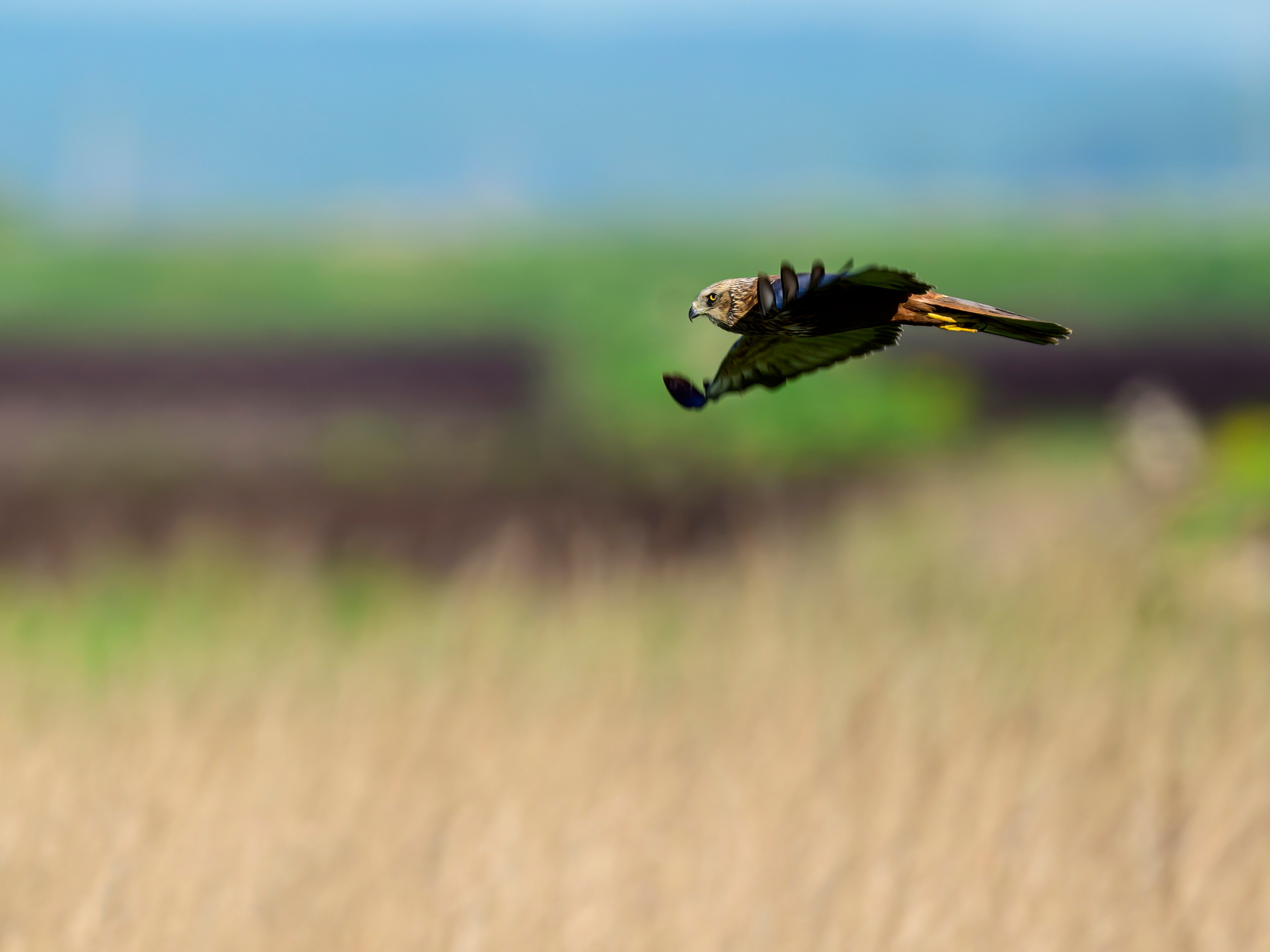 Лебеди, совы и лунь. Wildlife photography by Sergey Puponin