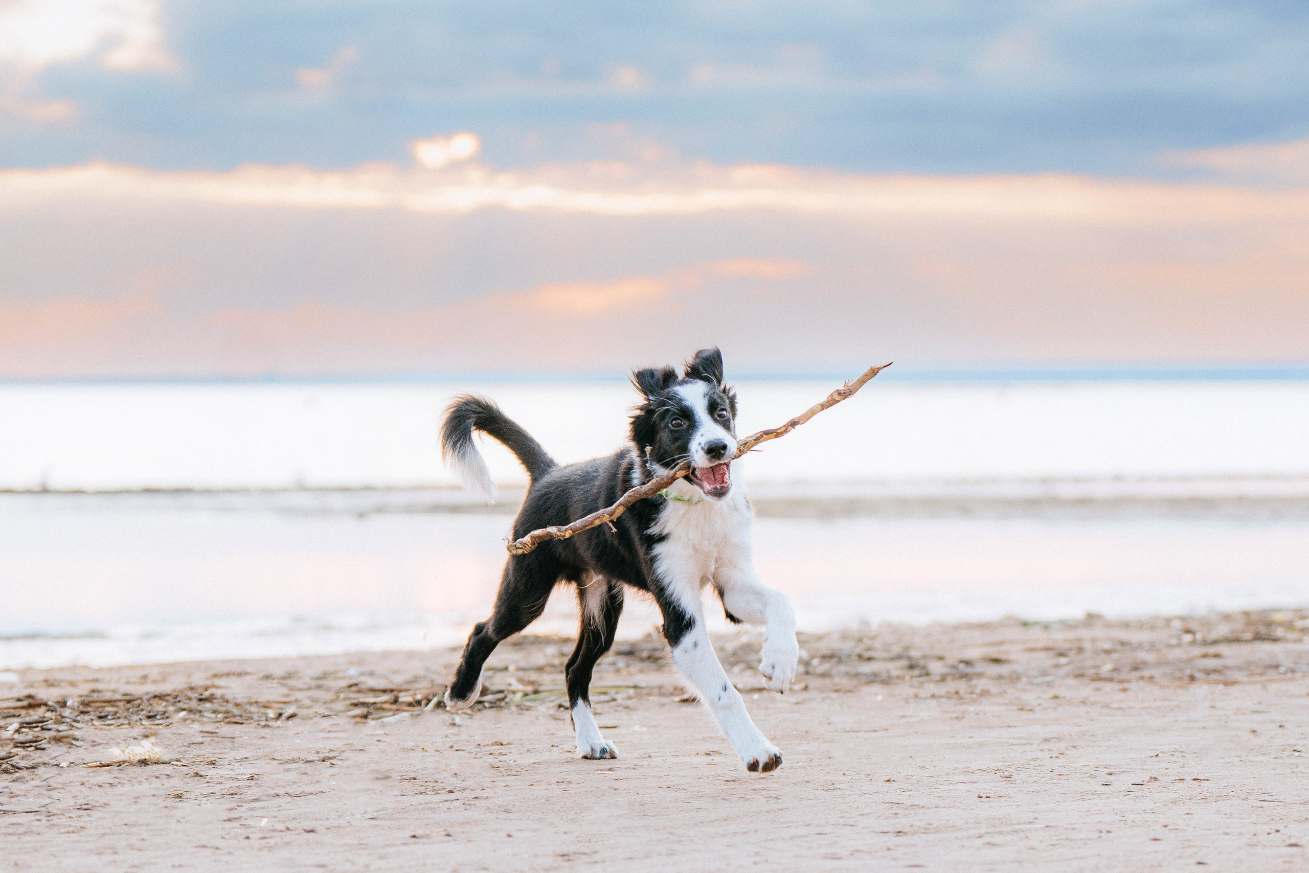 Фотосессия со щенками колли. Фотограф анималист в Спб недорого Олеся Майорова
