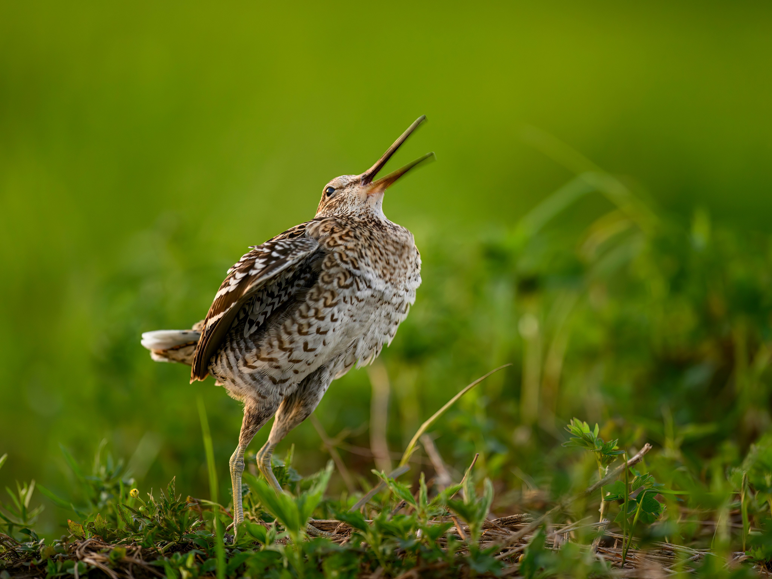 Дупелиный ток: настоящие гусары!. Фотограф Сергей Пупонин