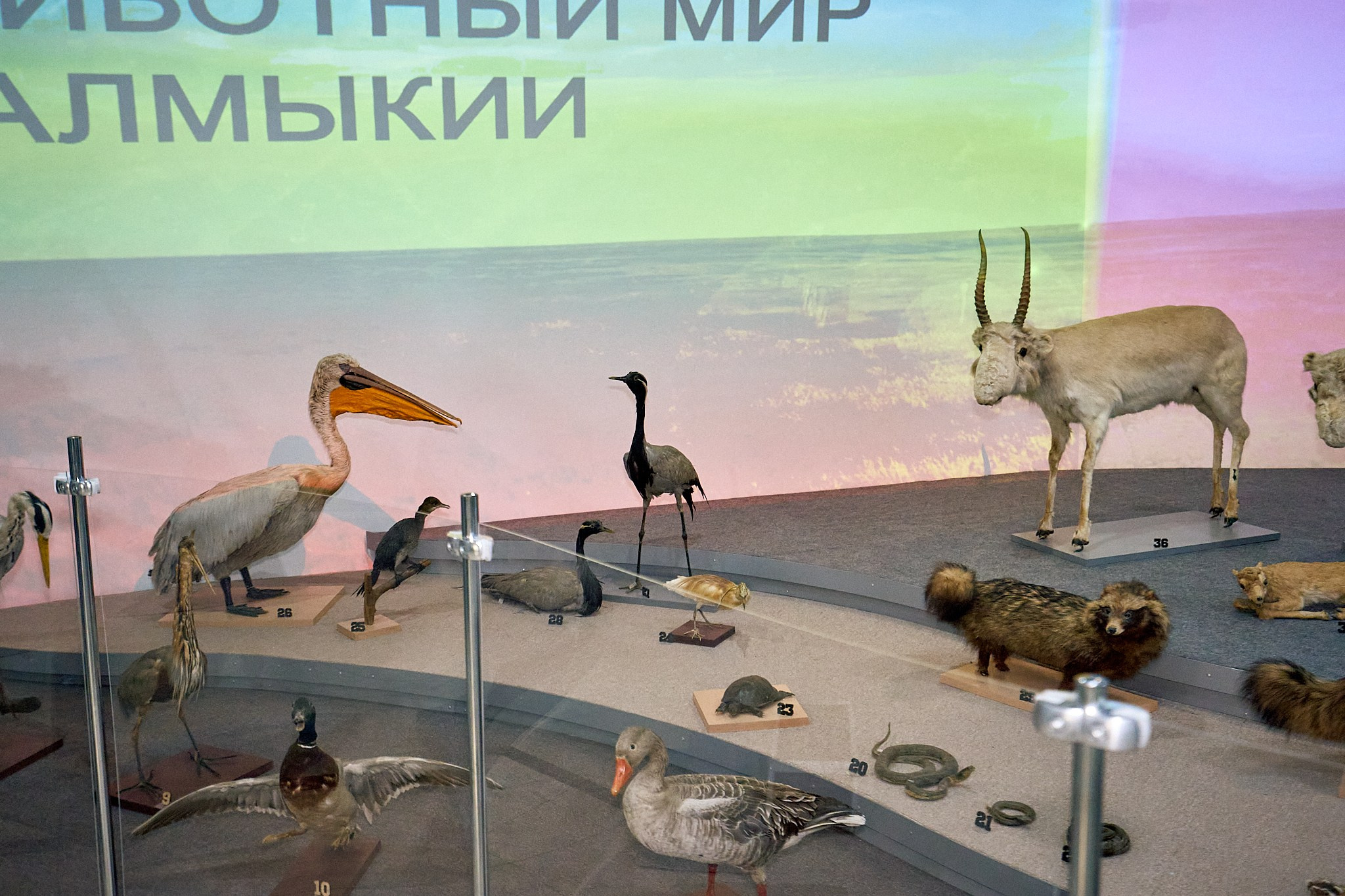 Элиста 08.2024. Петр Ступень. Свадебное, семейное фото и видео. Москва. Краснодар