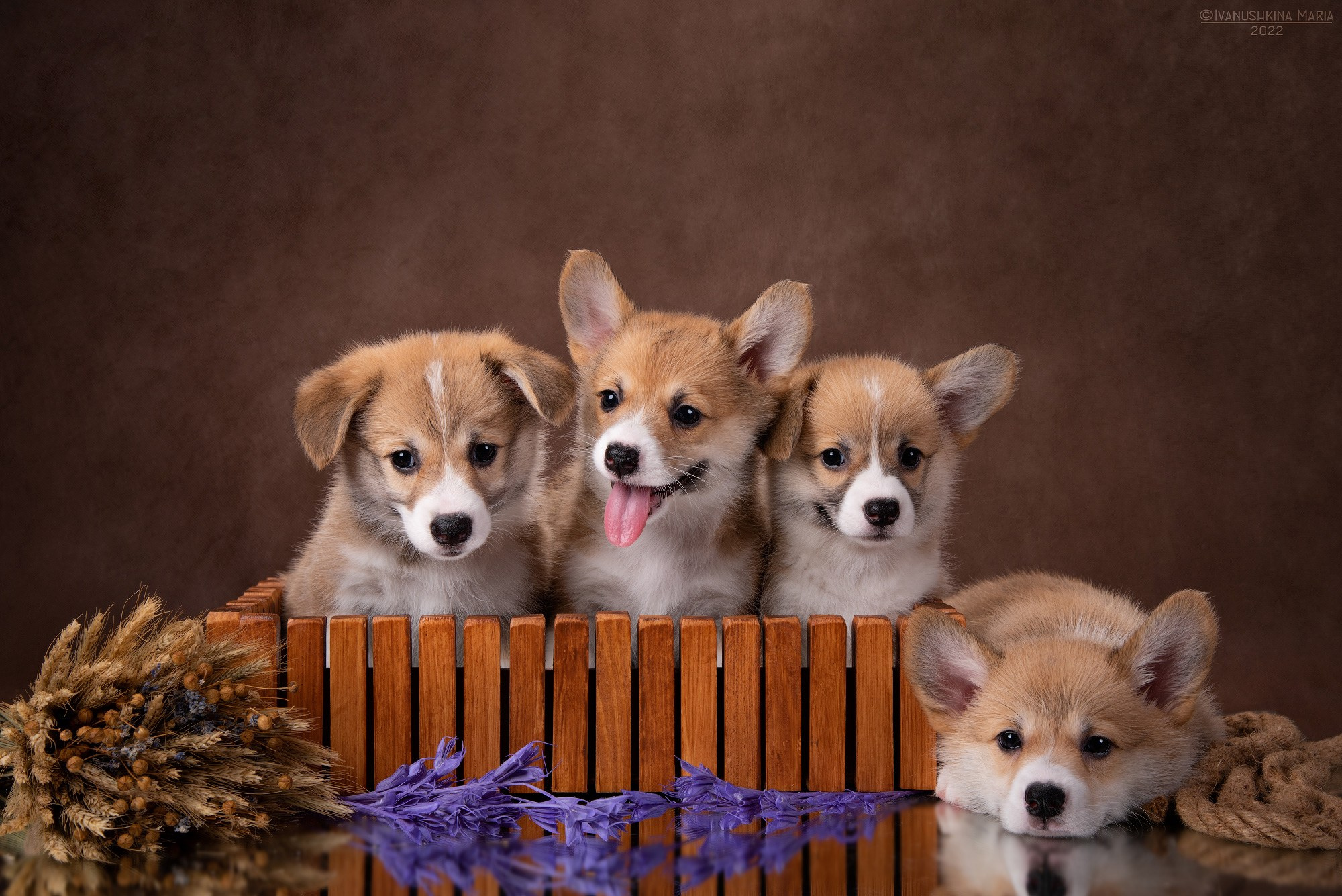 Фотосессия щенков на фонах. Фотограф собак в Москве и Московской области Иванушкина Мария