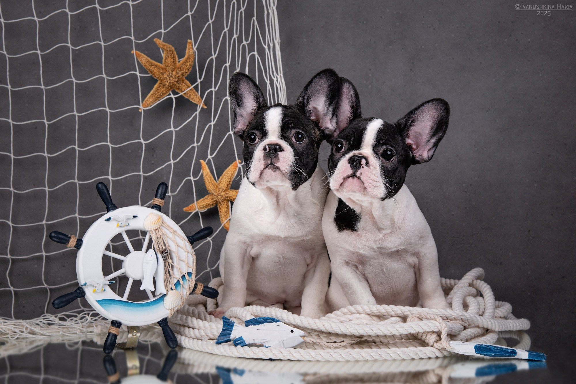 щенки французского бульдога