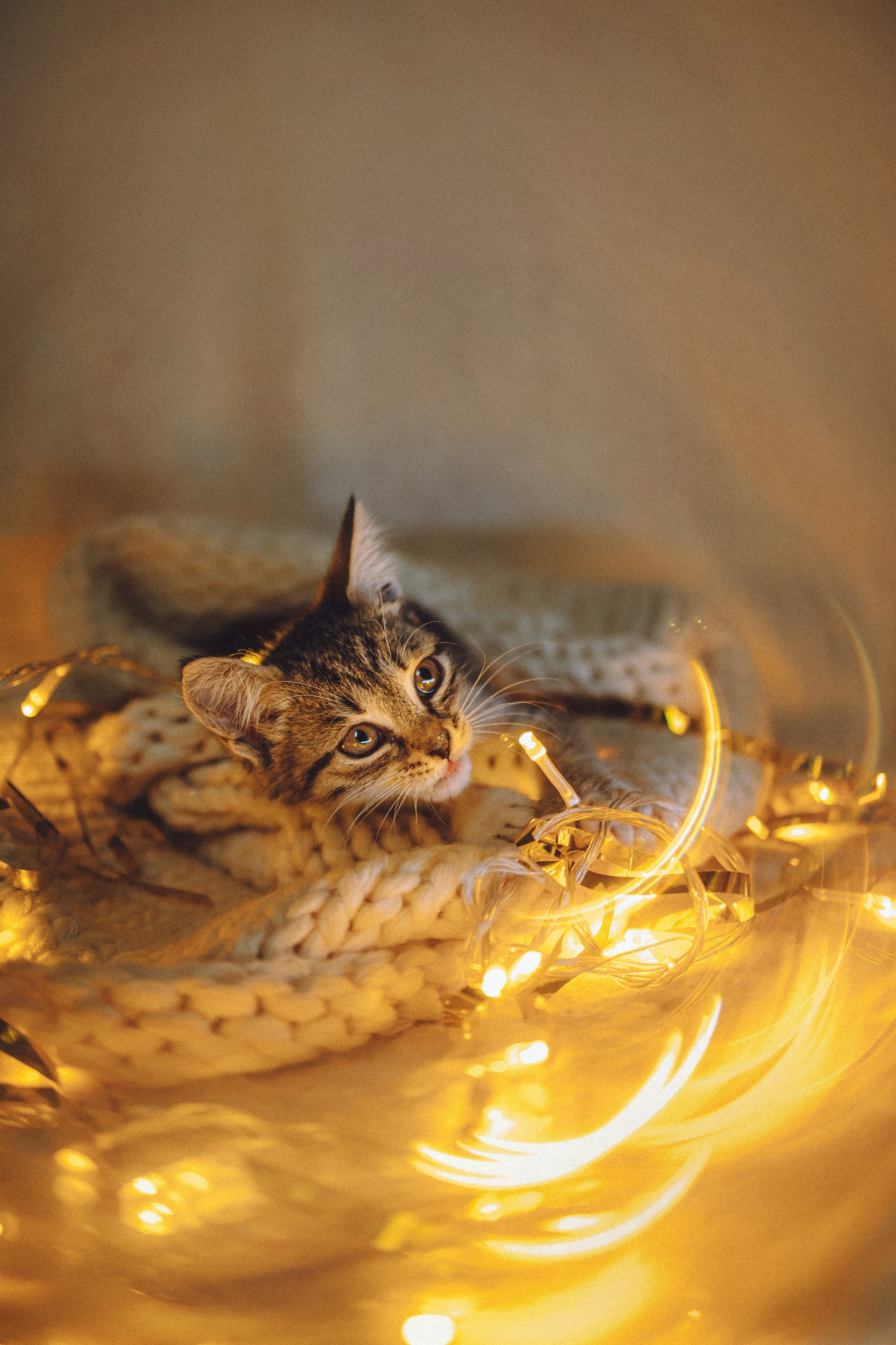 Более 30 идей для фотосессии с котенком