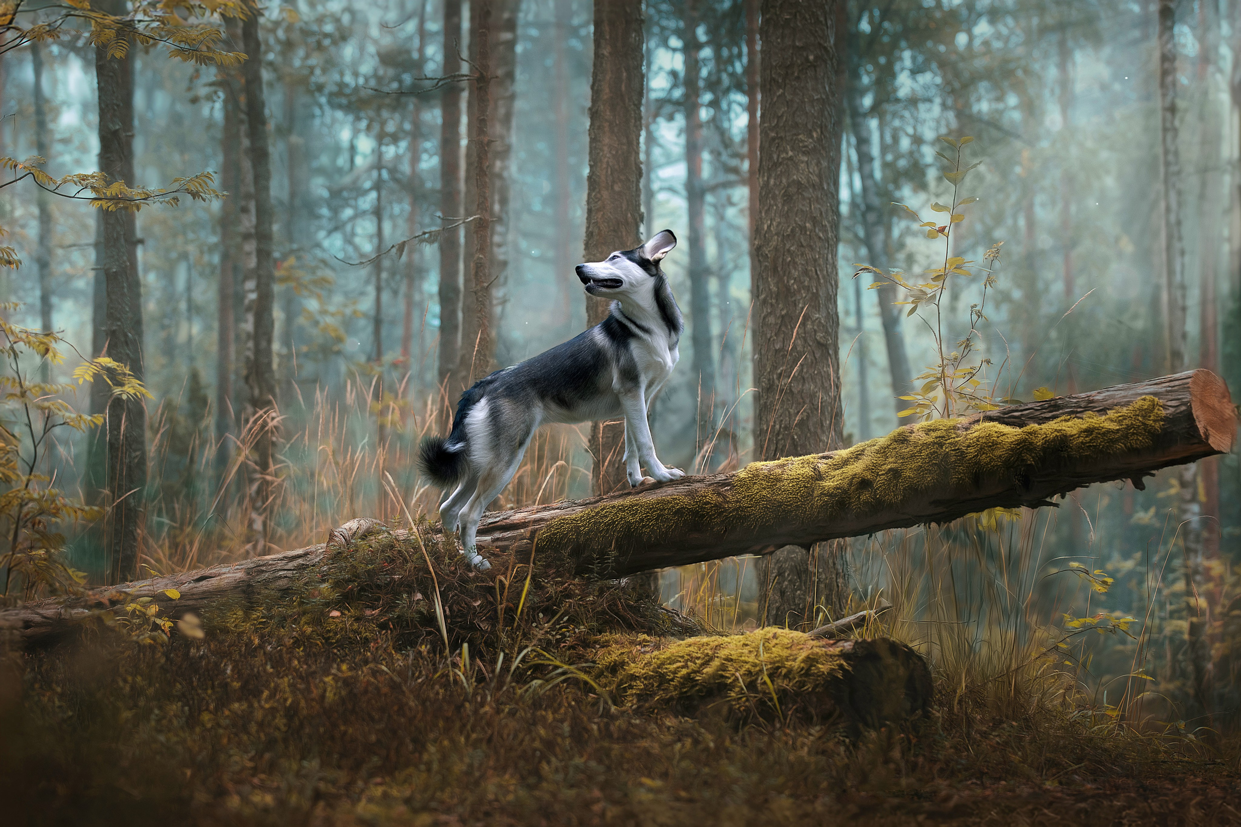 Фотограф анималист в Санкт-Петербурге Светлана Писарева