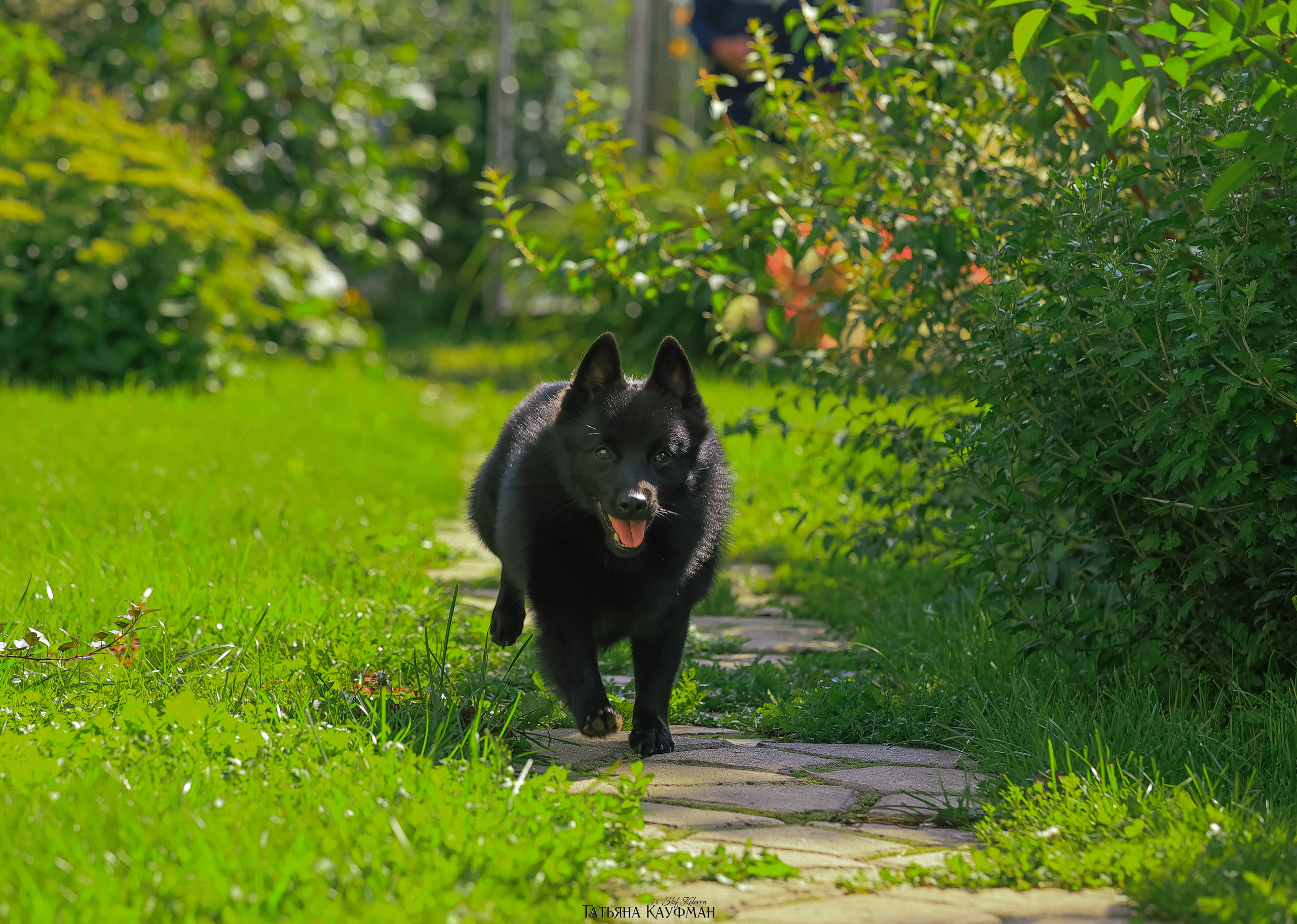 Шипперке, схипперке, красивая собака, фотограф анималист, фотокурс Анималистика, научиться фотографировать собак, фотограф Новосибирск
