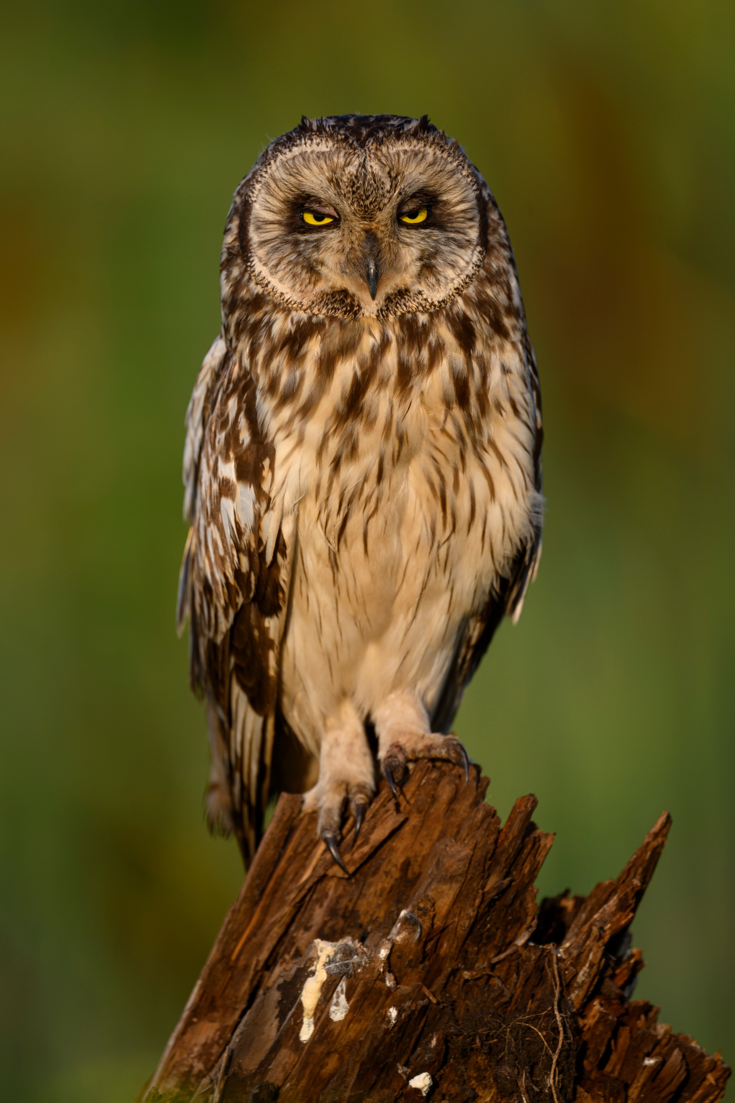 Сова на рассвете. Owl at dawn. Wildlife photography by Sergey Puponin