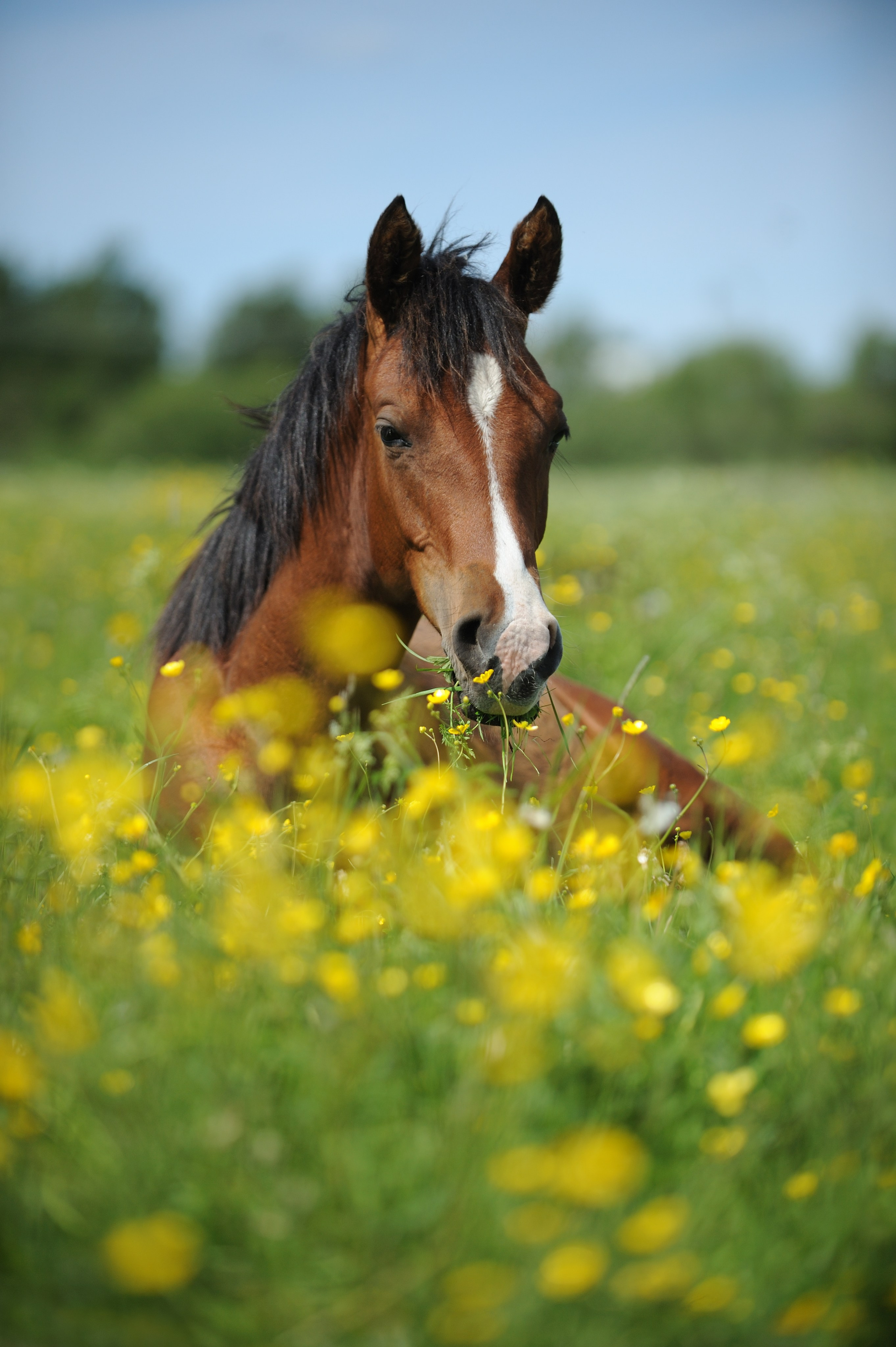 Лошади. Лана Петрова, фотограф