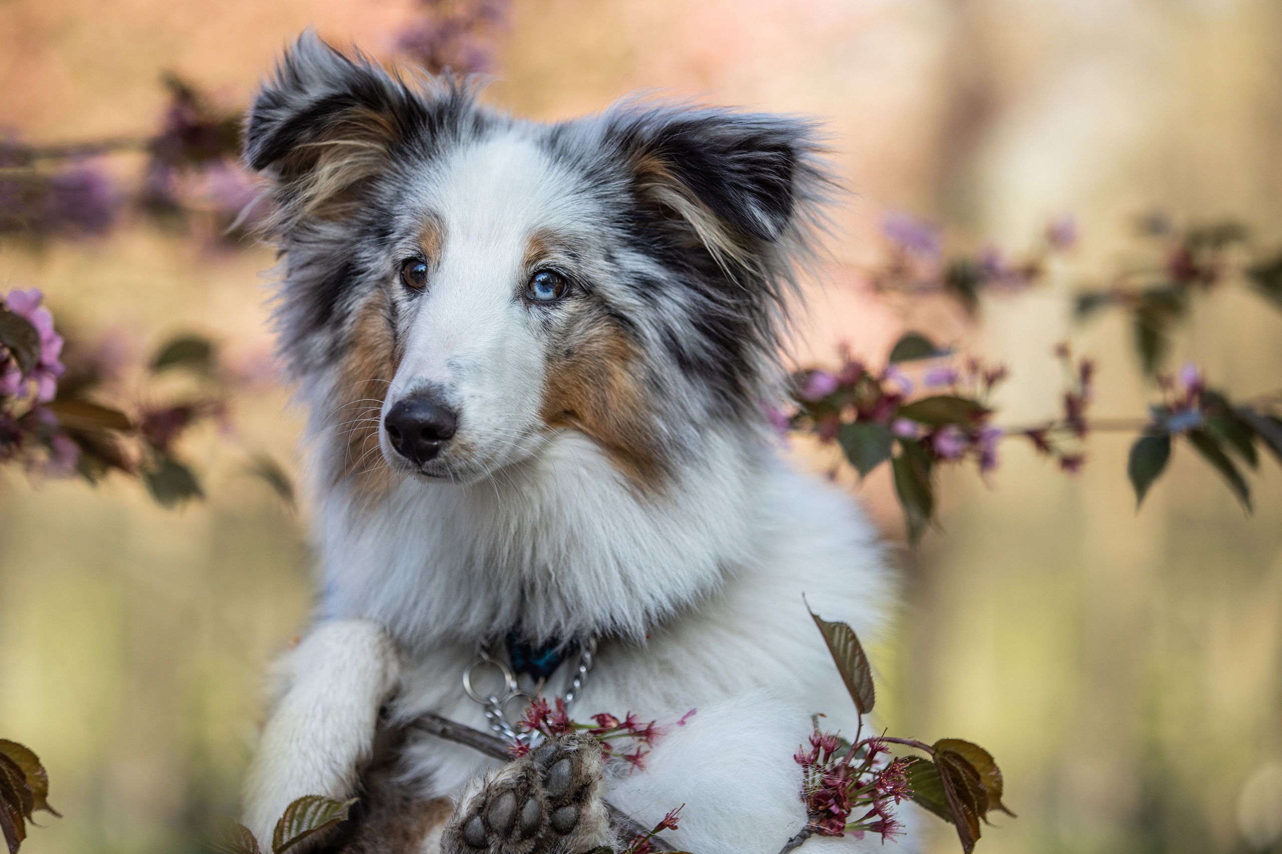 Фотограф Алена Звездина