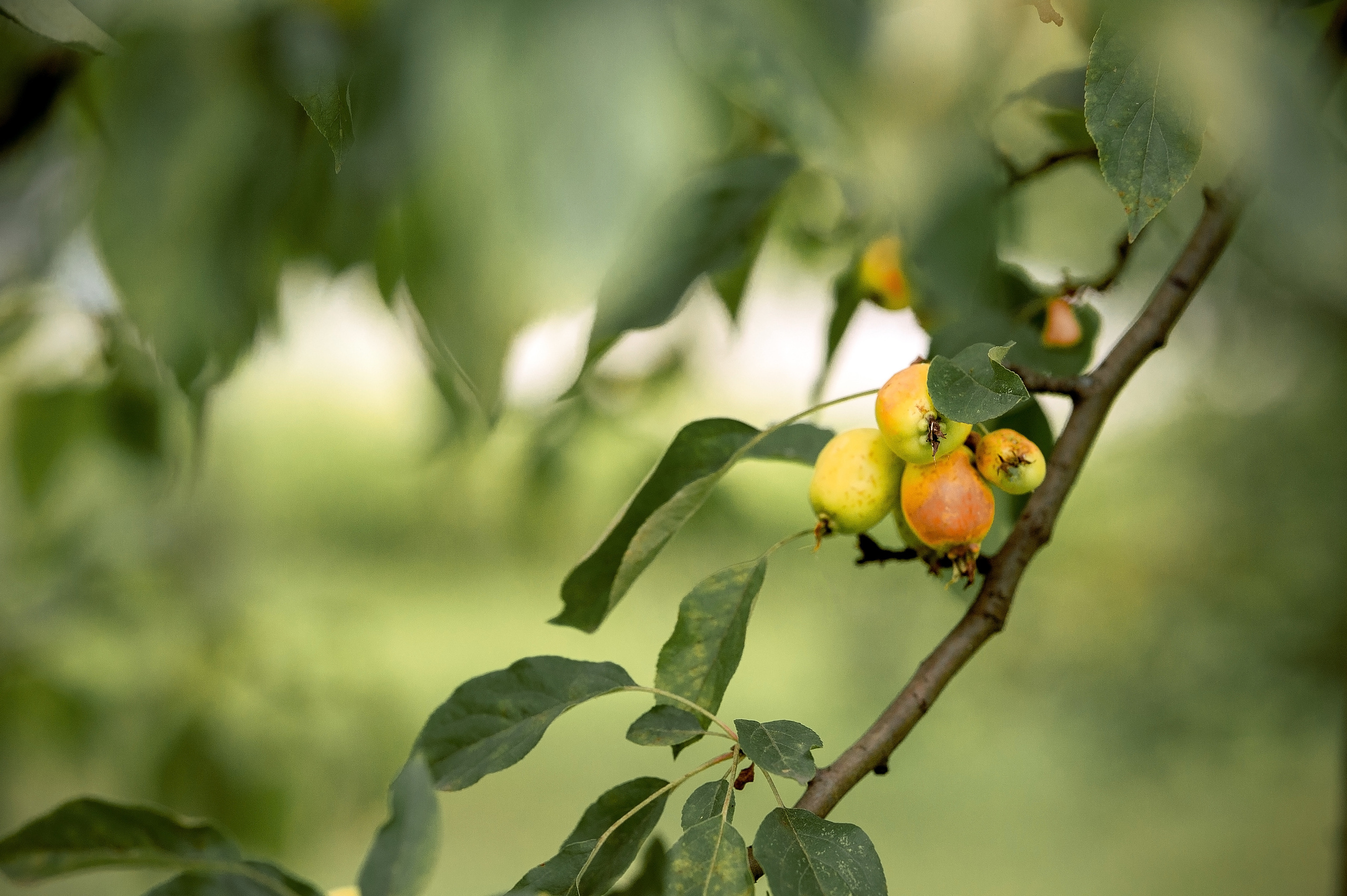 Лиза и Саша, Москва, Серебряный бор. Свадебный и семейный фотограф Виктория Носачёва. Щелково, Москва и МО