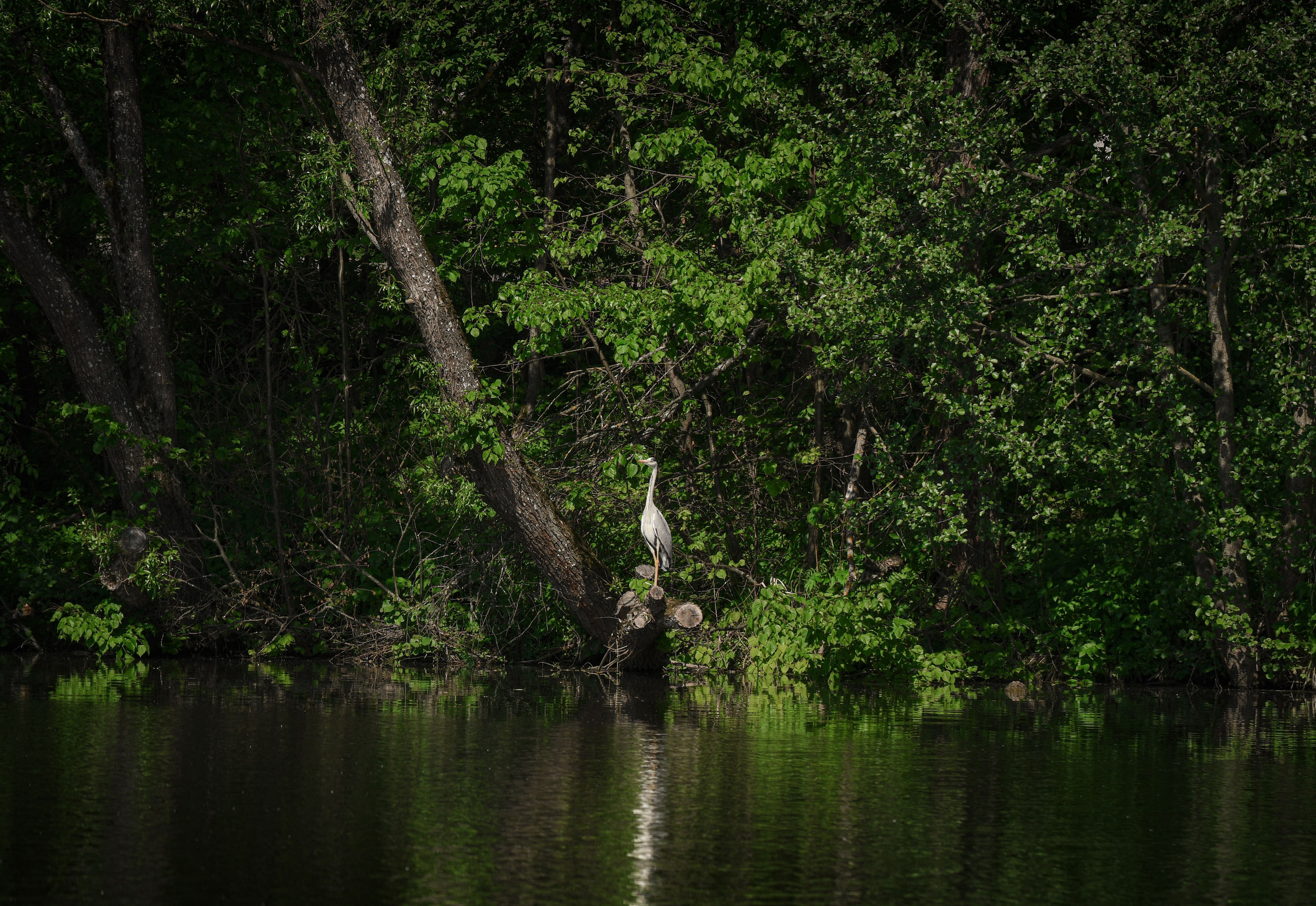 В созвучии с природой. Фотограф Светлана В. Пронина, Москва