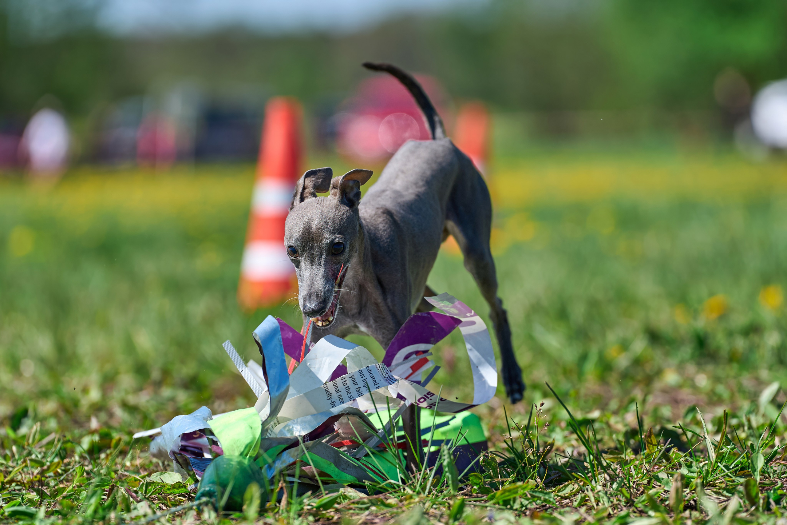 Квалификация по курсингу Донино. Фотограф-анималист Михаил Манухин