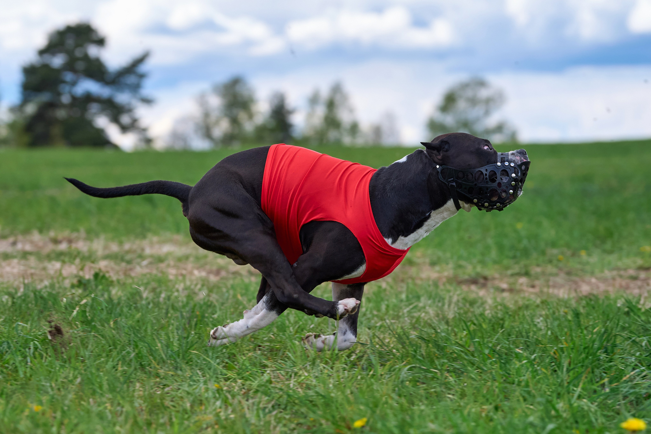 ЧРКФ по бегам за мех.приманкой. Фотограф-анималист Михаил Манухин