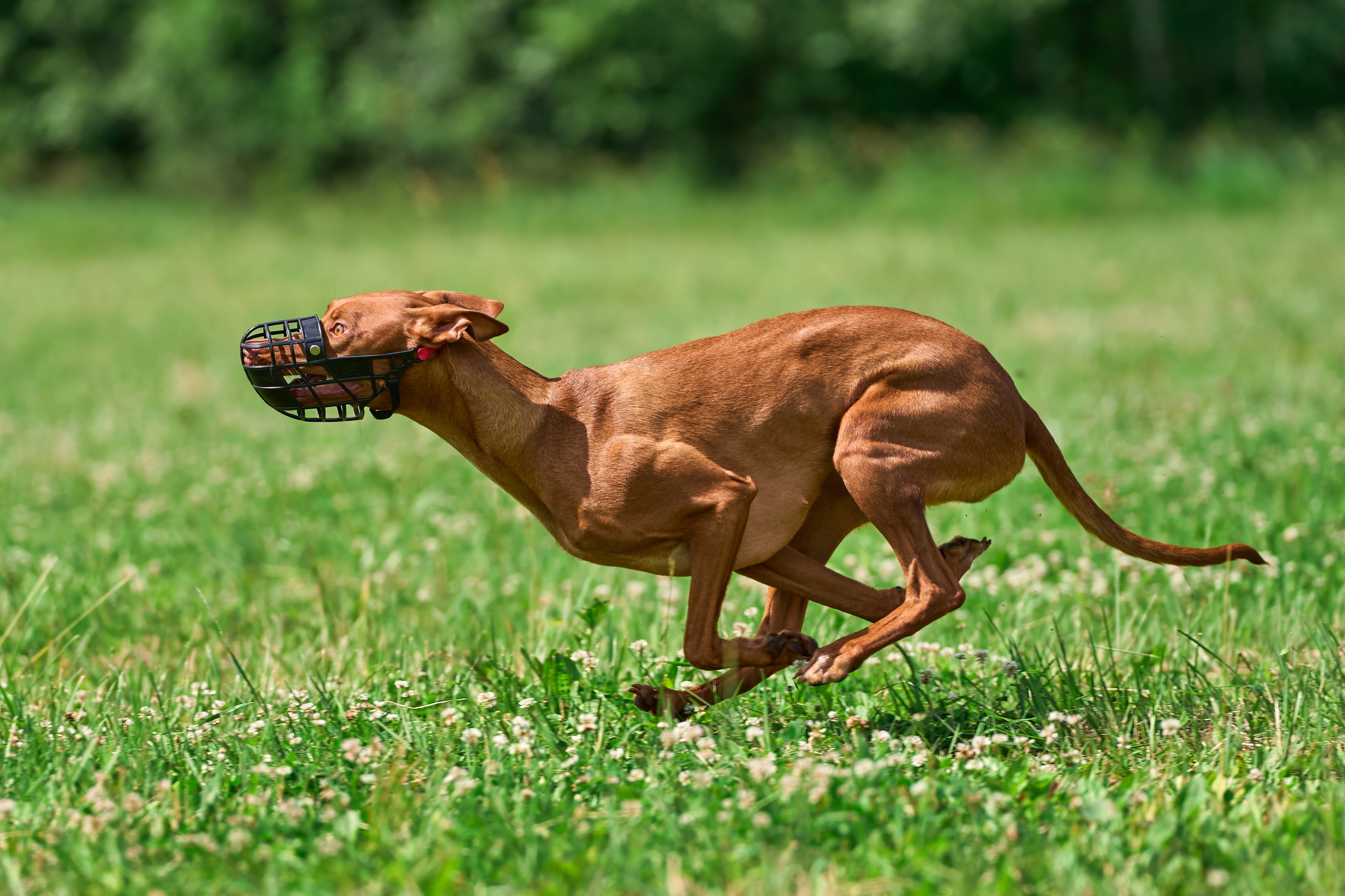 Тренировка по курсингу в Донино. Фотограф-анималист Михаил Манухин