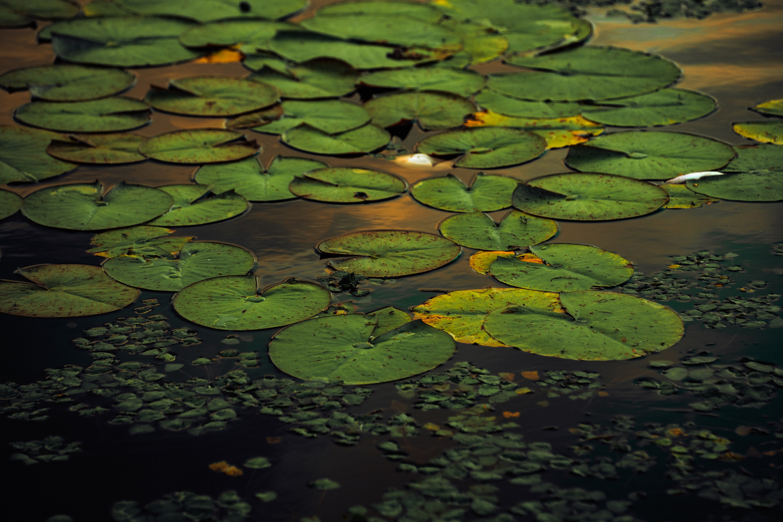 Пруд «Семейный» | с. Петровка. Иван Зайцев (IZIART) — создание культурного кода через фото и видео