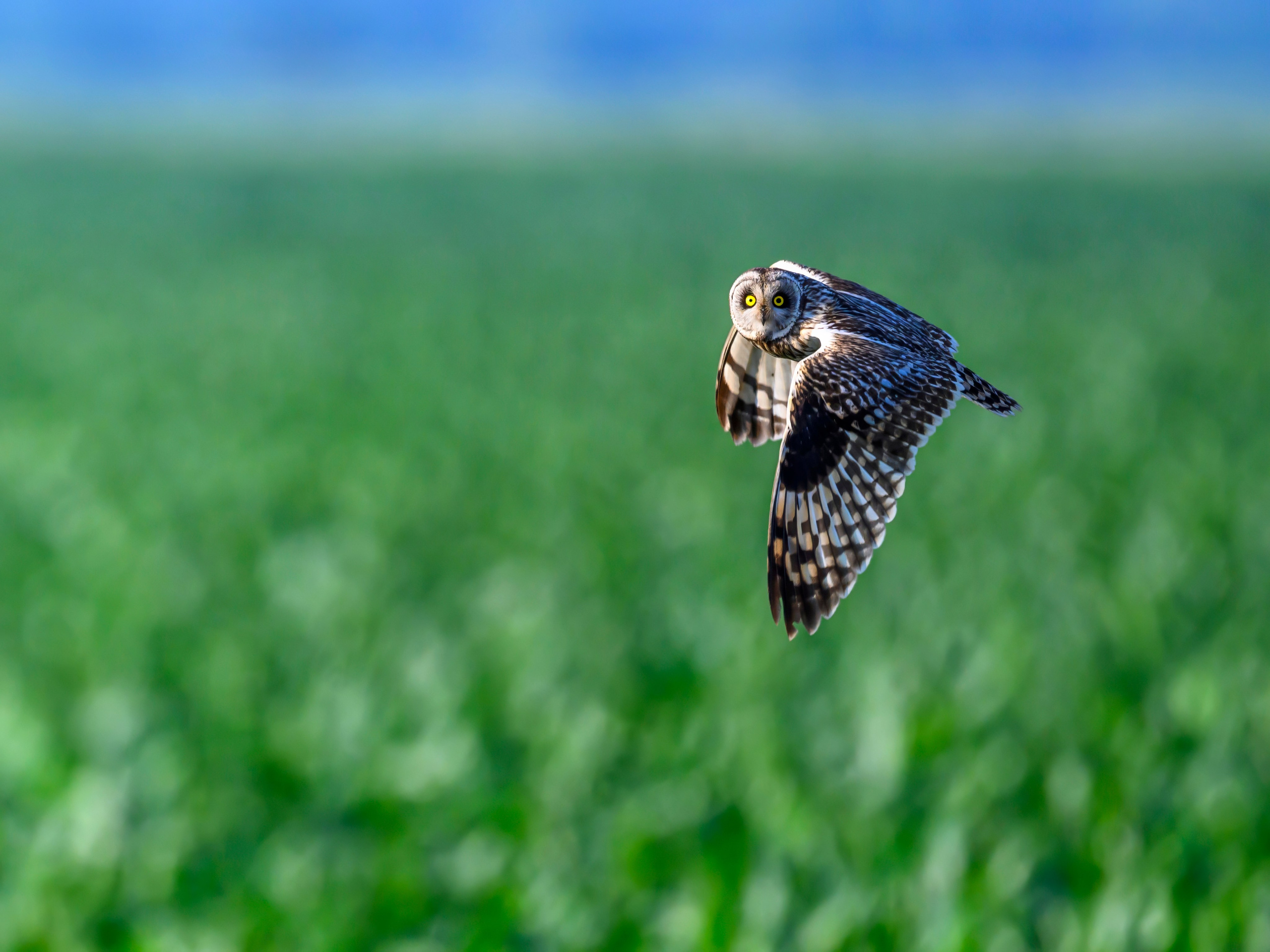 Цапли и совы. Herons and Owls. Wildlife photography by Sergey Puponin