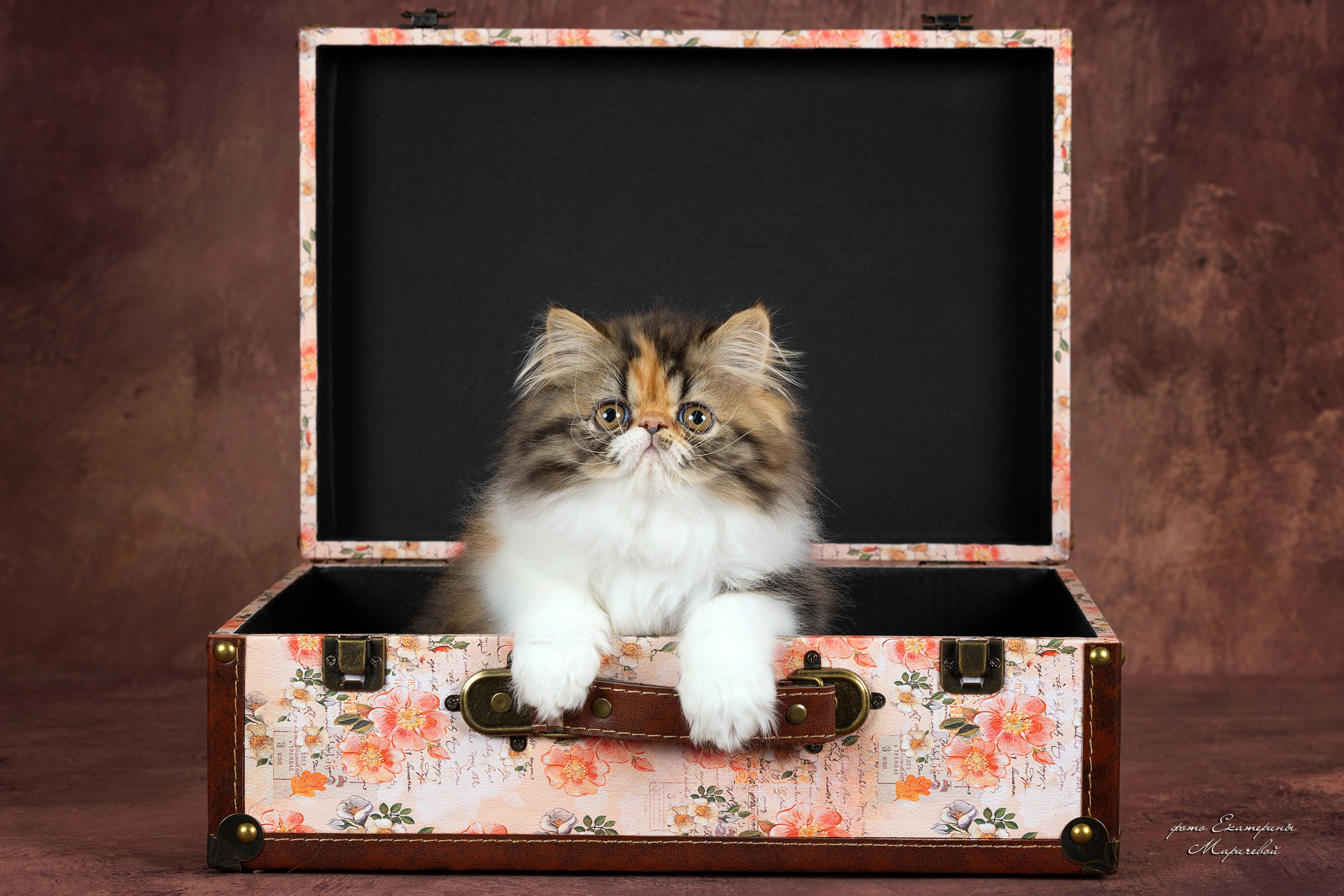 Студийная съёмка на моей территории. Фотограф-анималист в Омске Екатерина Маричева