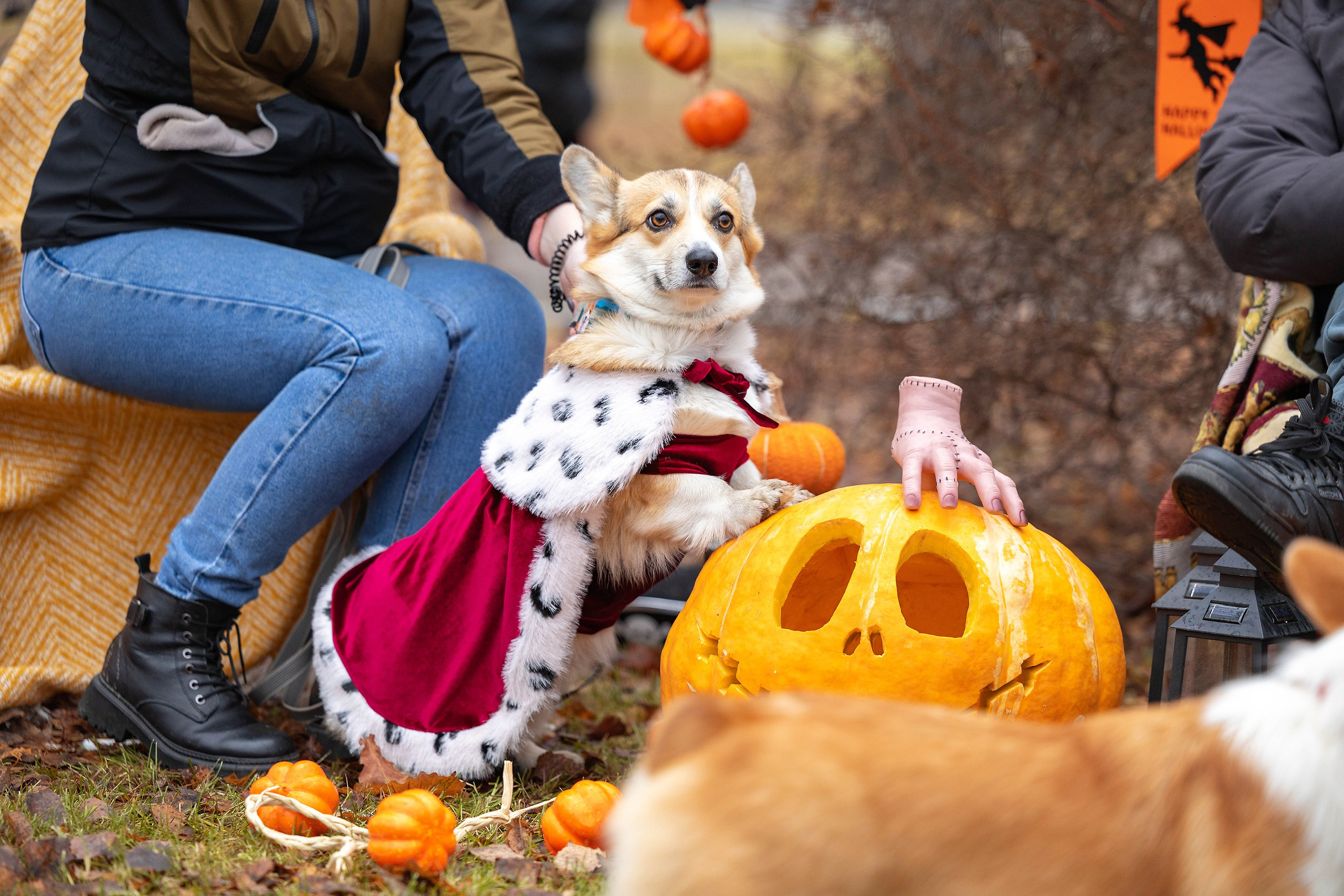 Корги-туса. Фотограф-анималист в Омске Екатерина Маричева