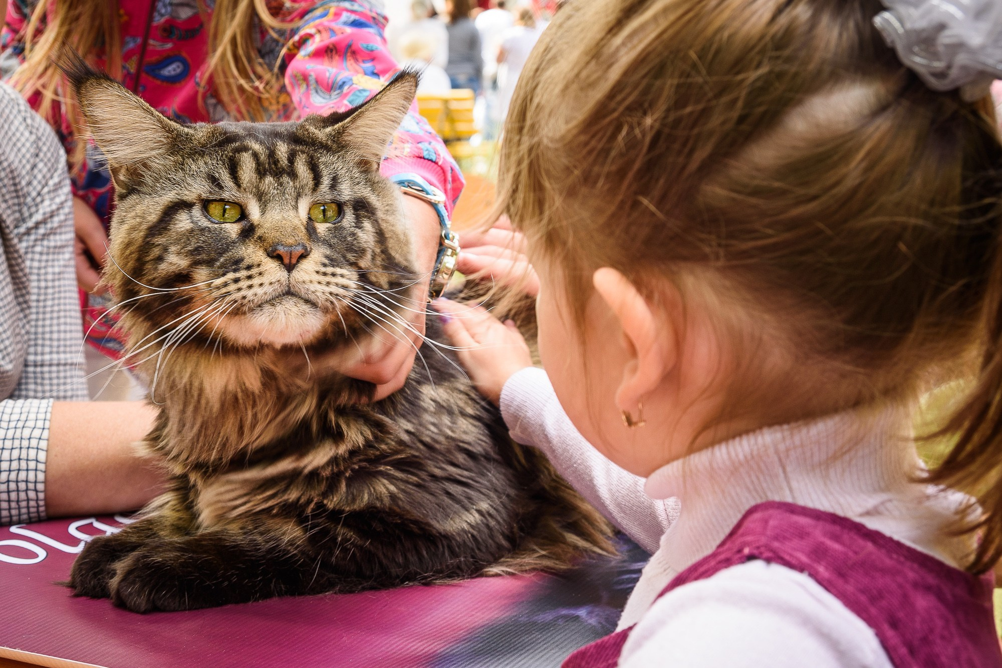 Большой мейн-кун смотрит на девочку, которая его гладит