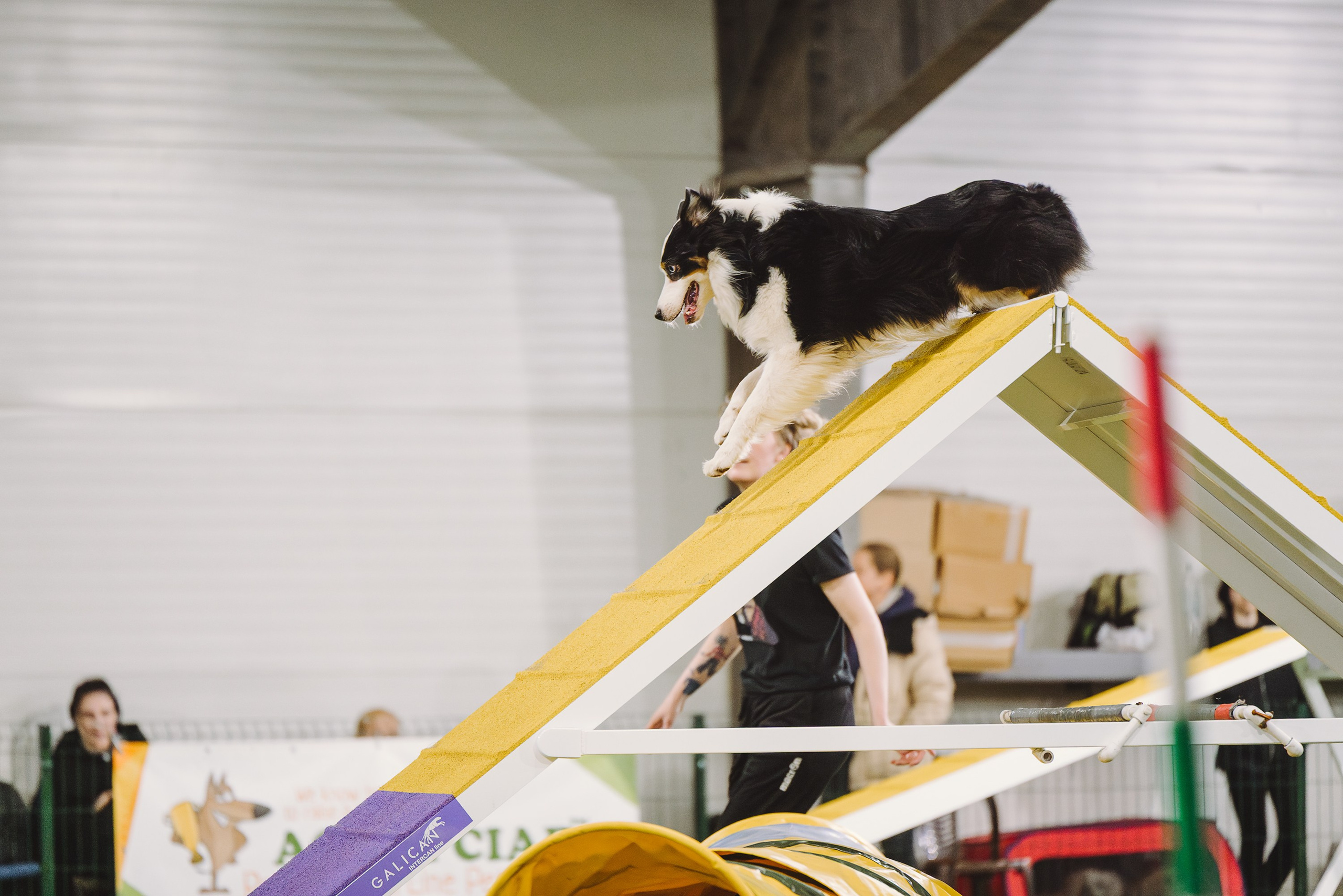 Гелий. BLGKV питомник собак