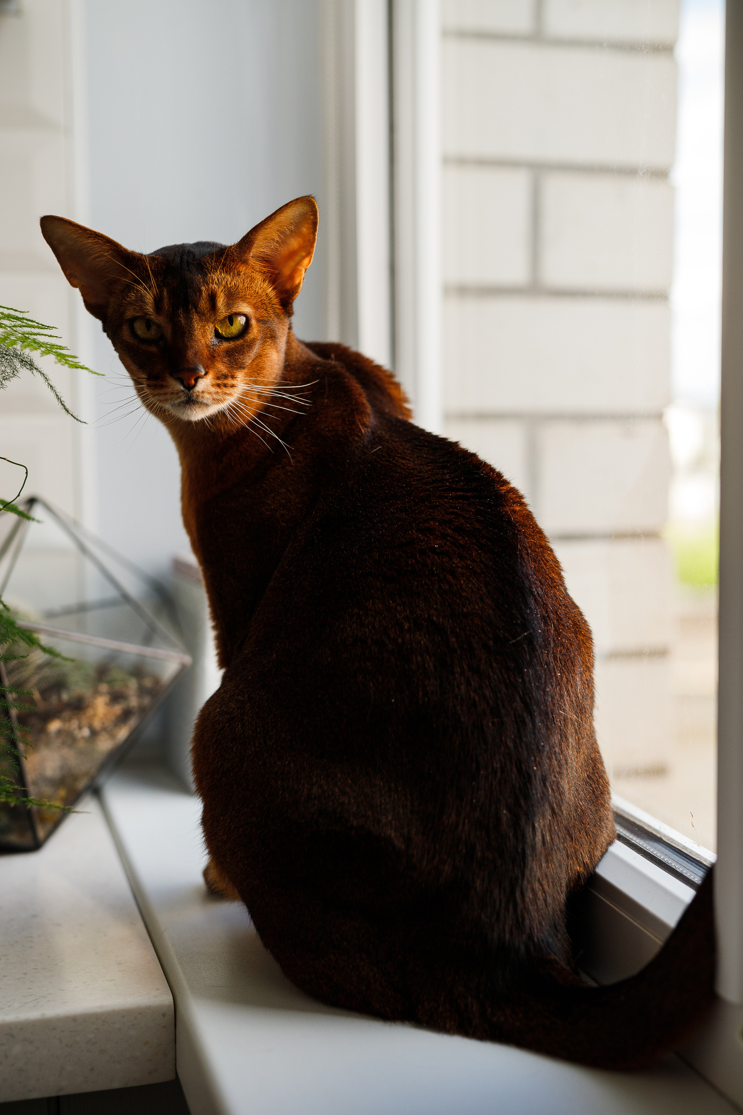 Семейная съемка дома в Астрахани, муж, беременная жена, ребенок.