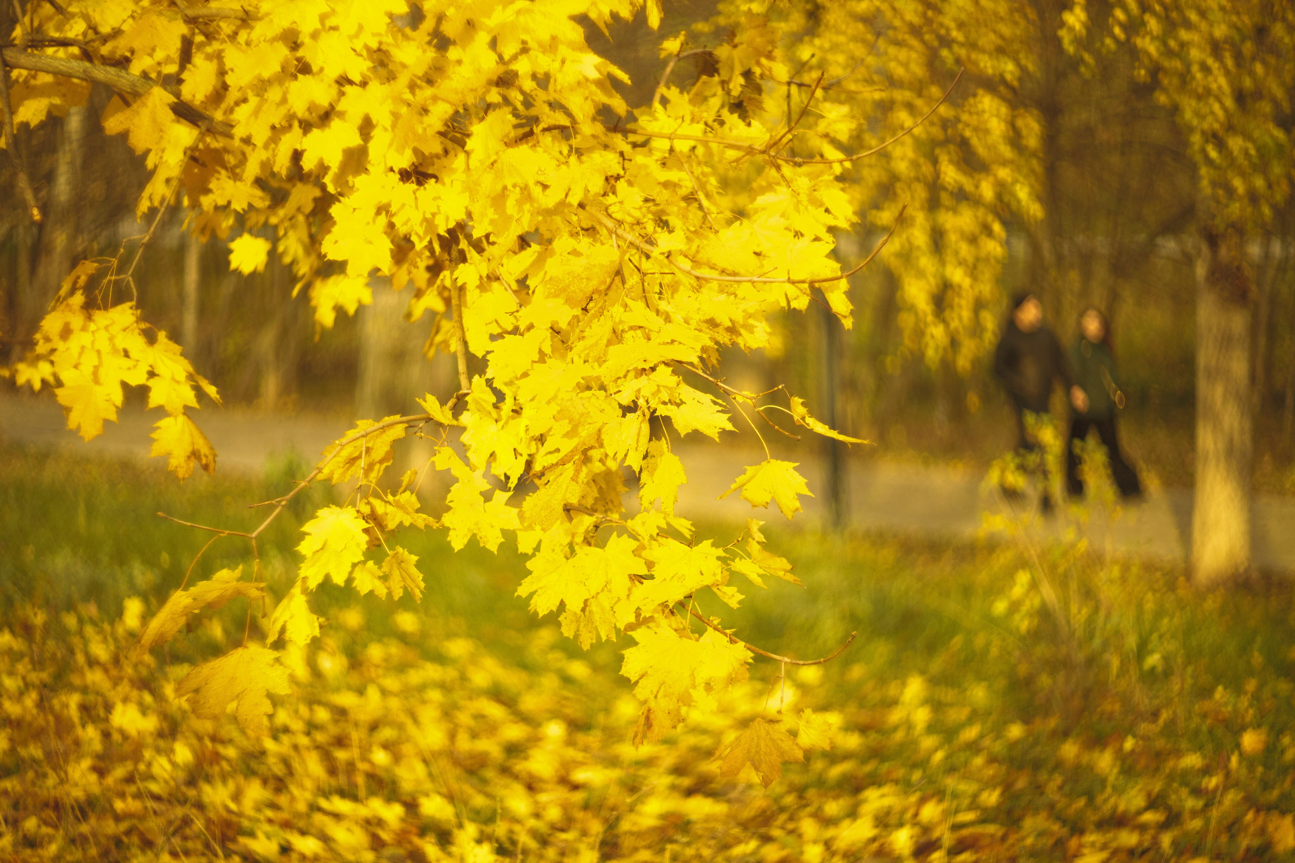 Серия «Цвет переосмыслений». Фотограф в Москве Татьяна Макотра