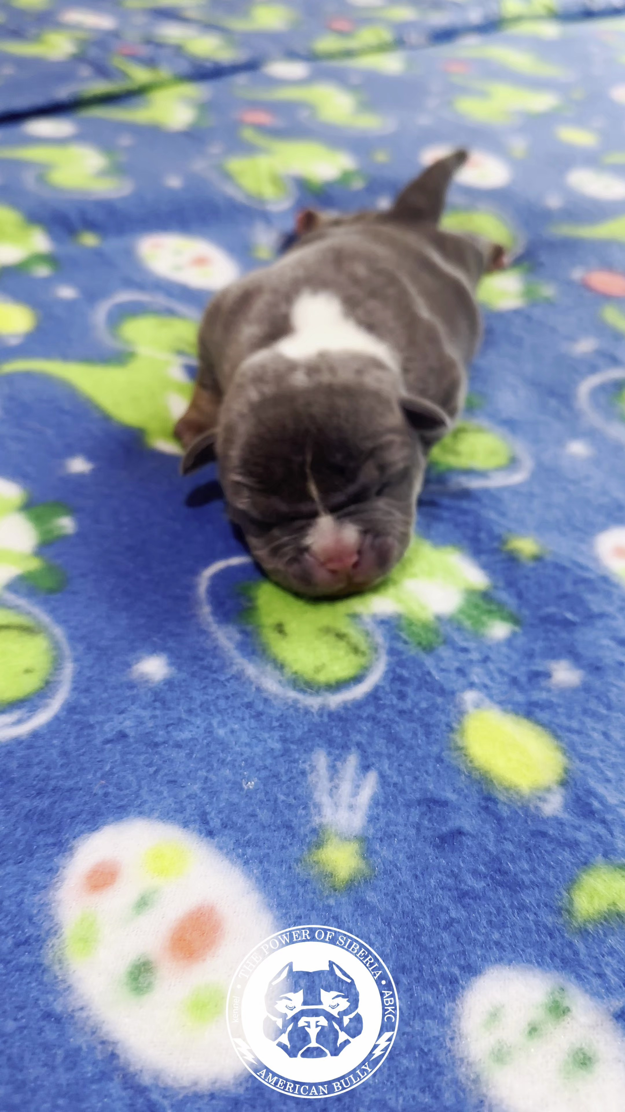 Все свободные щенки. Американский Булли в г. Ростов-на-Дону. Питомник THE POWER OF SIBERIA