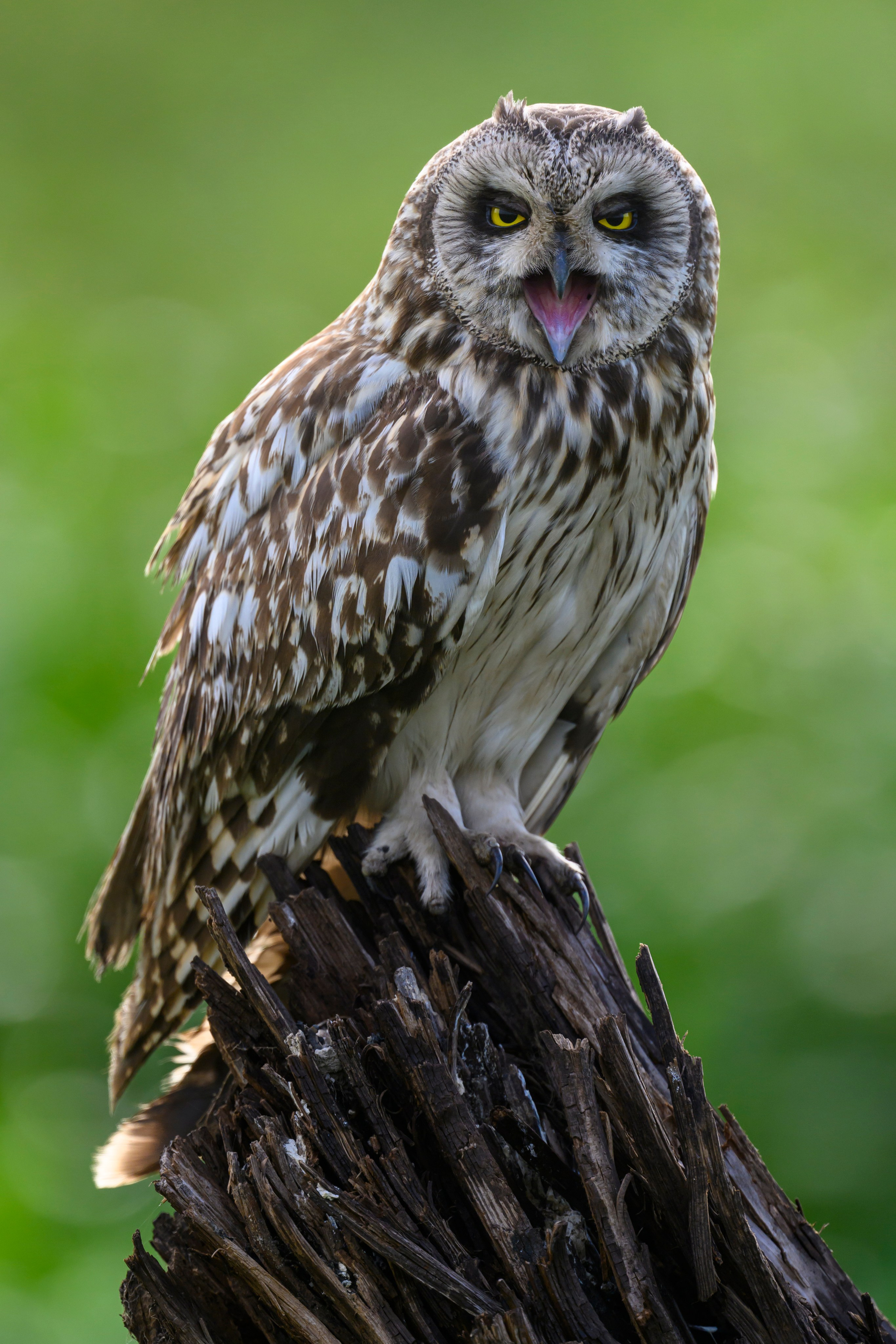Сова на рассвете. Owl at dawn. Wildlife photography by Sergey Puponin