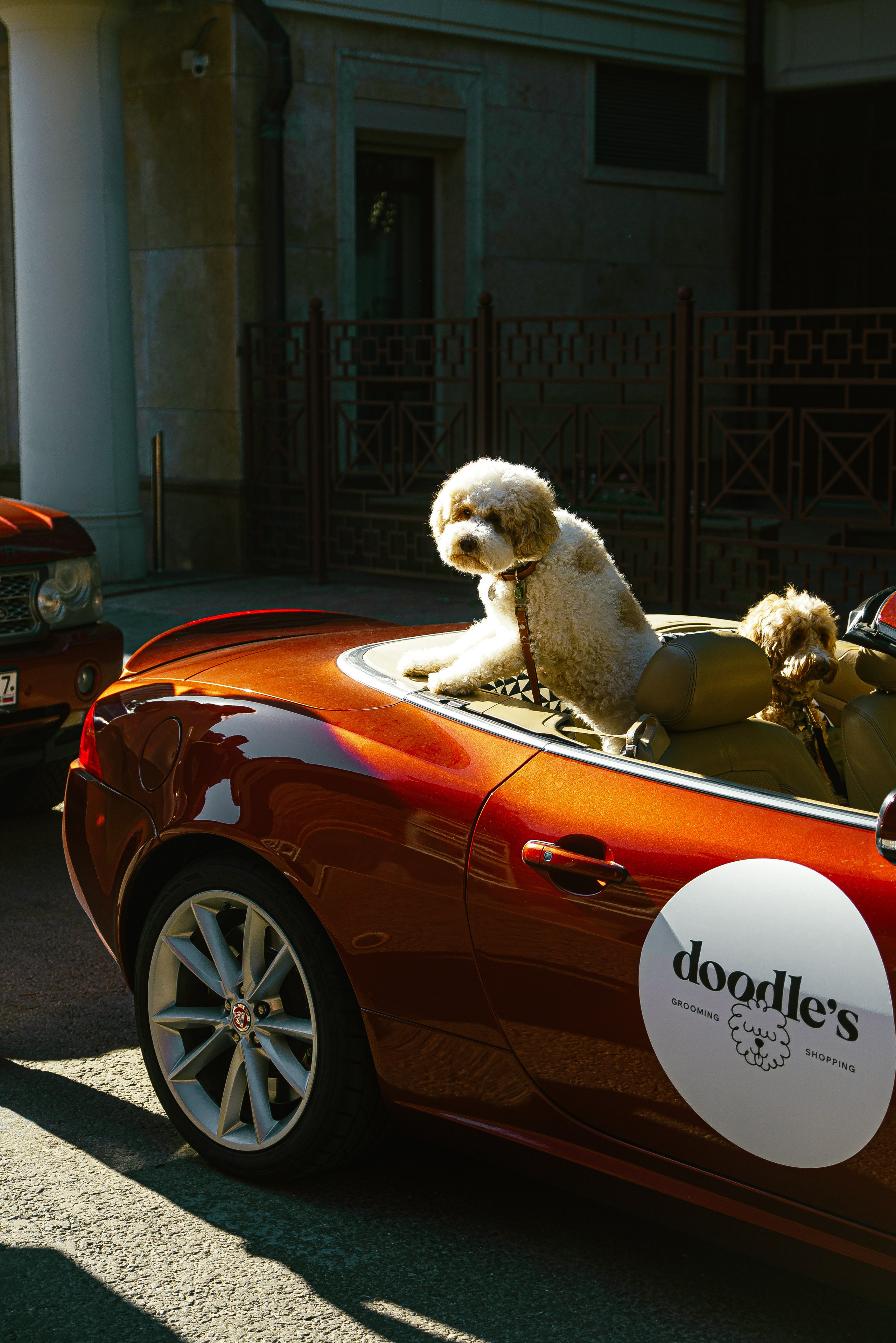 Фотосъемка груминг салона , съемка собак в кабриолете. Жуков Илья свадебный фотограф в Москве