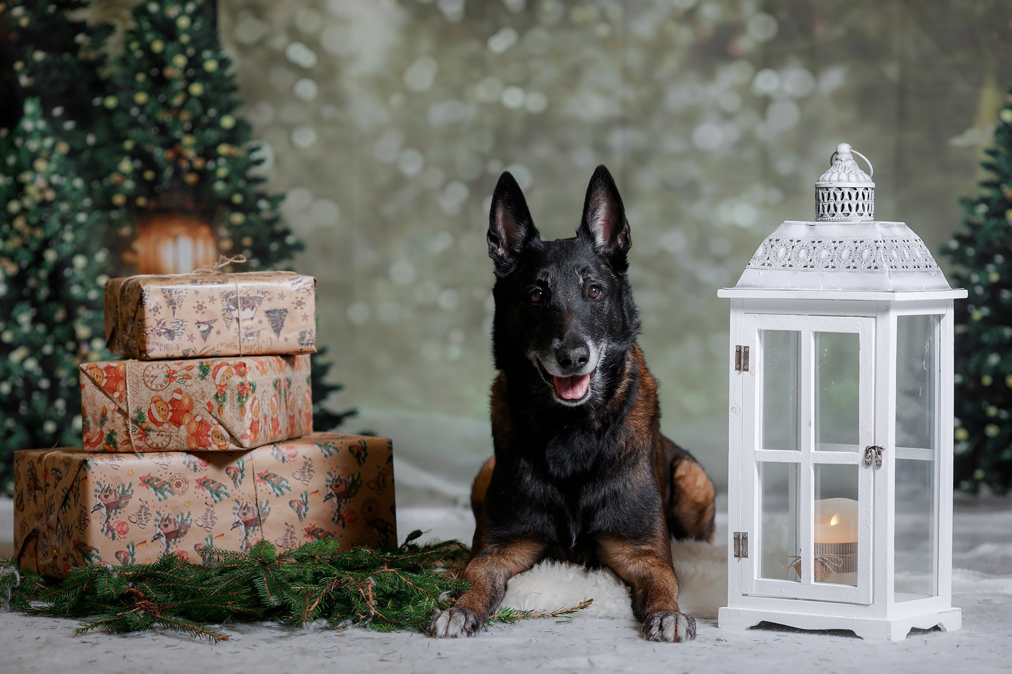Фотограф-анималист Mary Mart — Москва, Питер