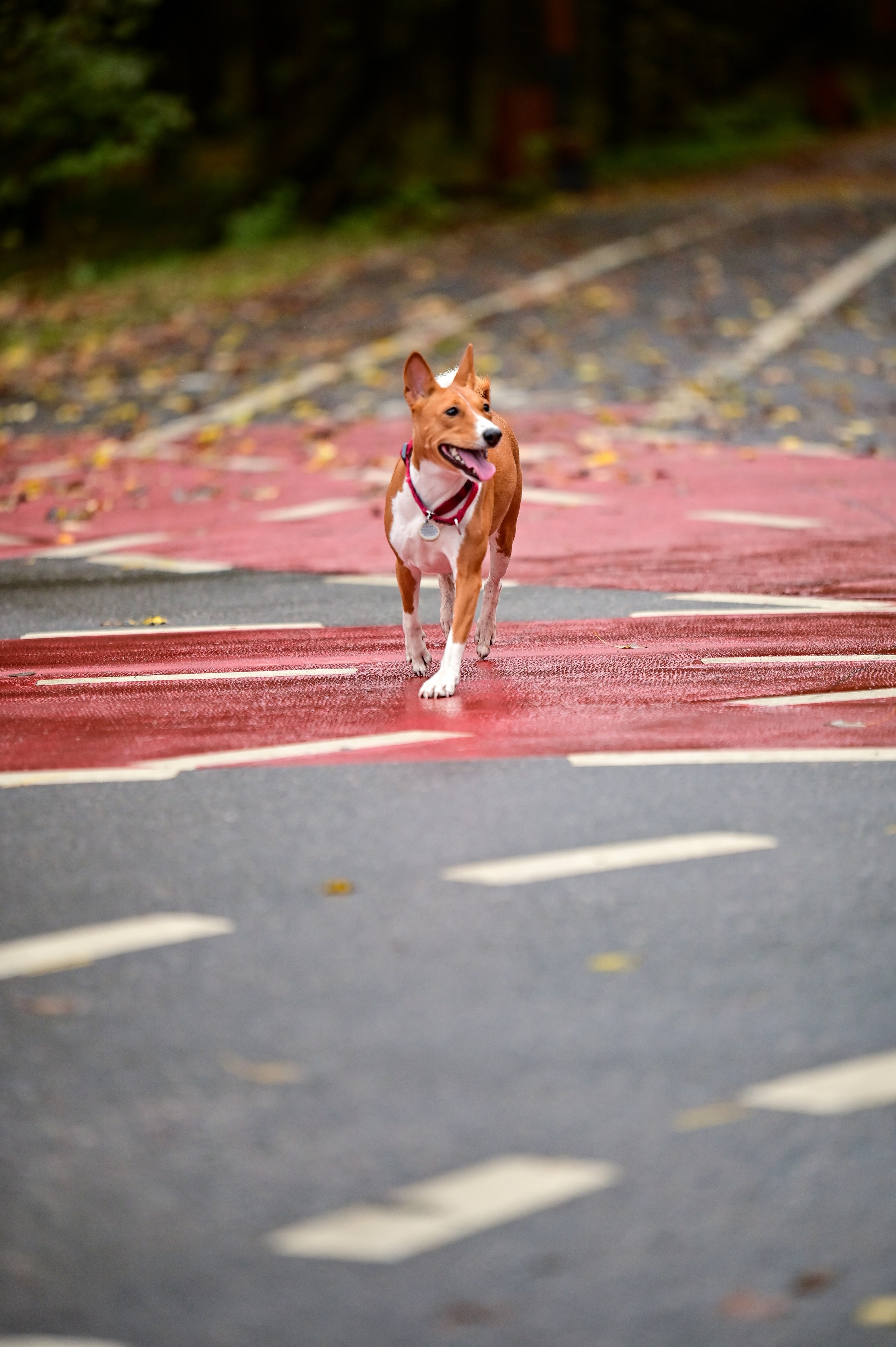 Sat9am5km Кусково (05.10.24). Фотограф | Ирина Гамзинова | Москва