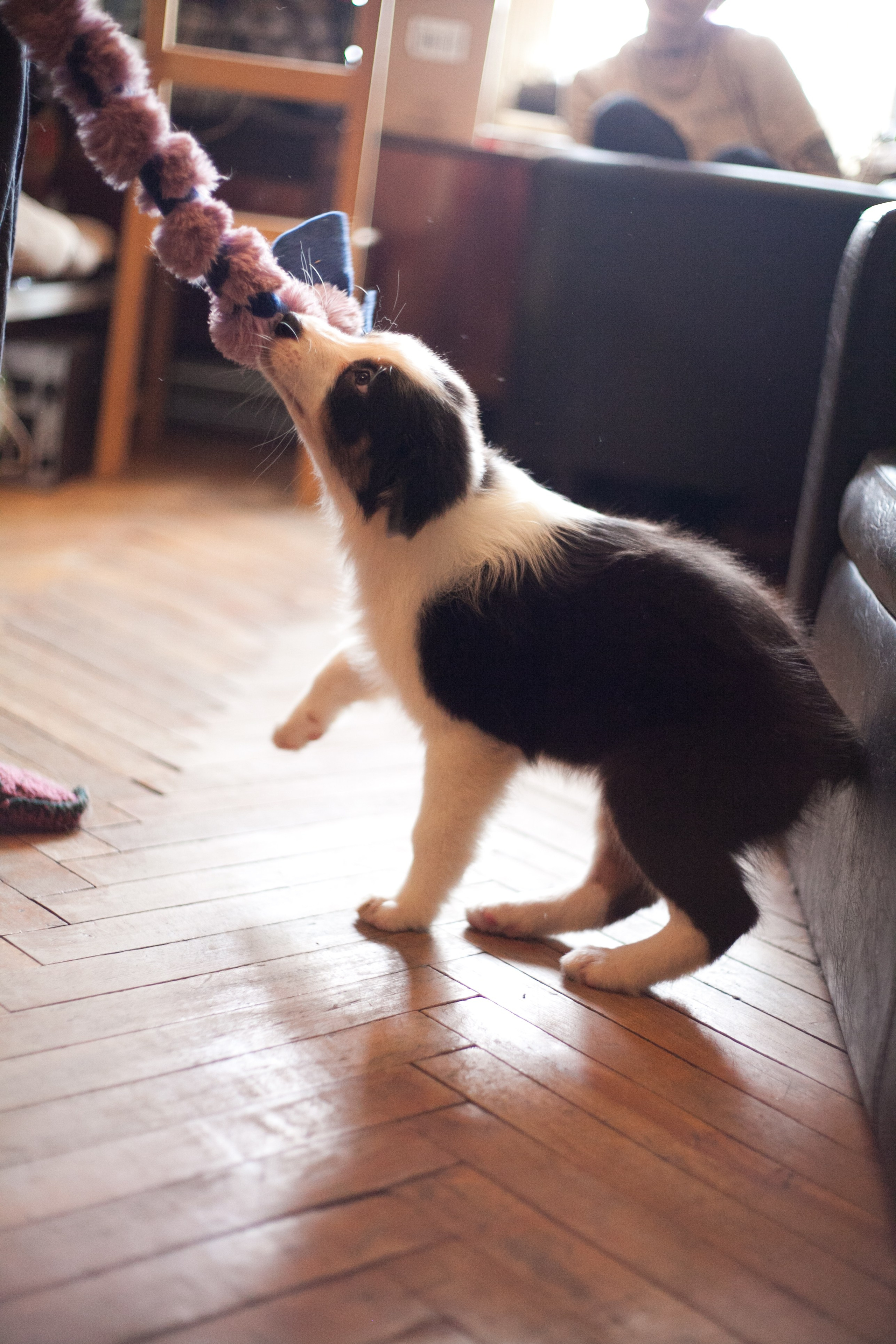 Ива. BLGKV питомник собак