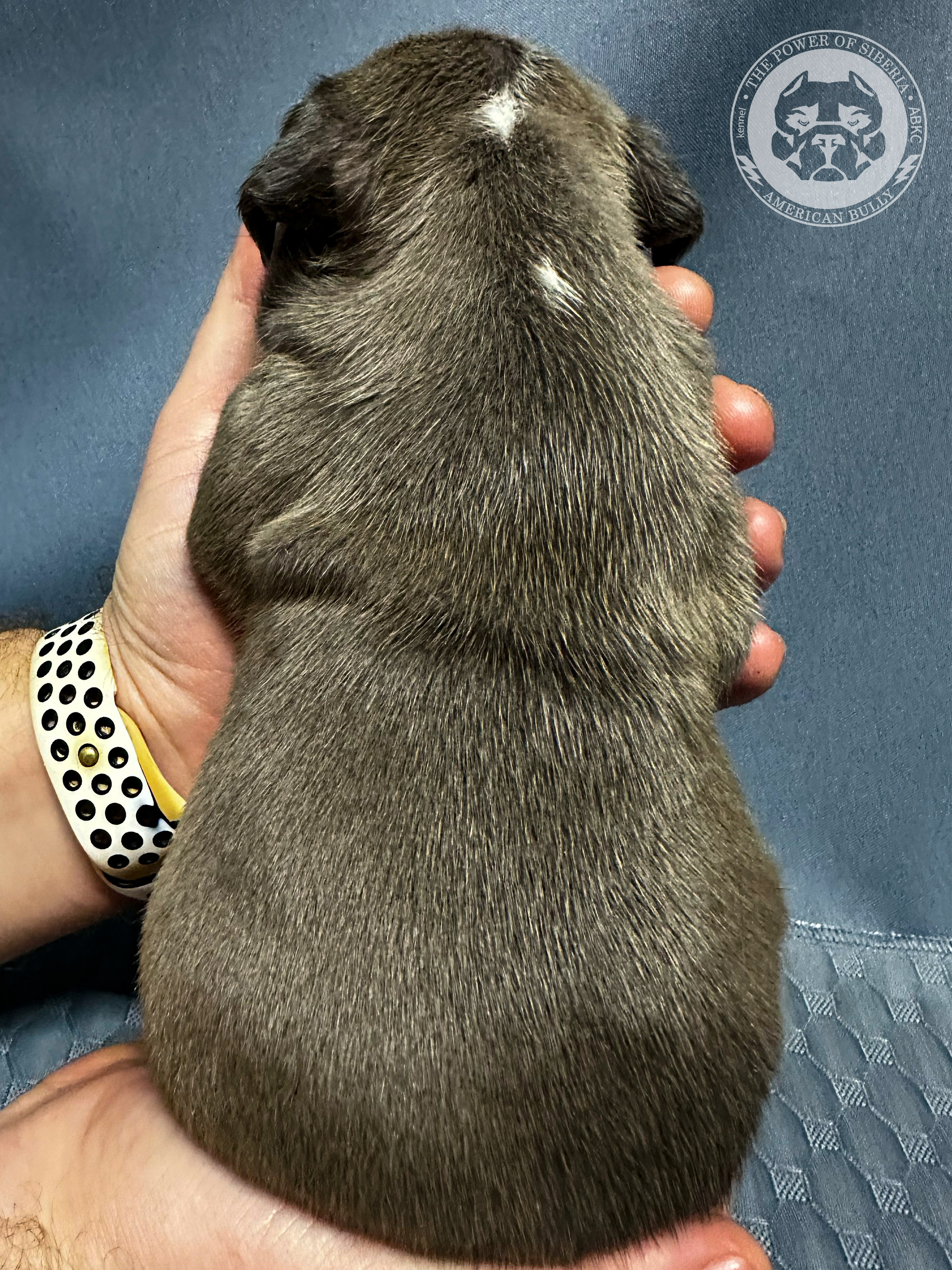 Все свободные щенки. Американский Булли в г. Ростов-на-Дону. Питомник THE POWER OF SIBERIA