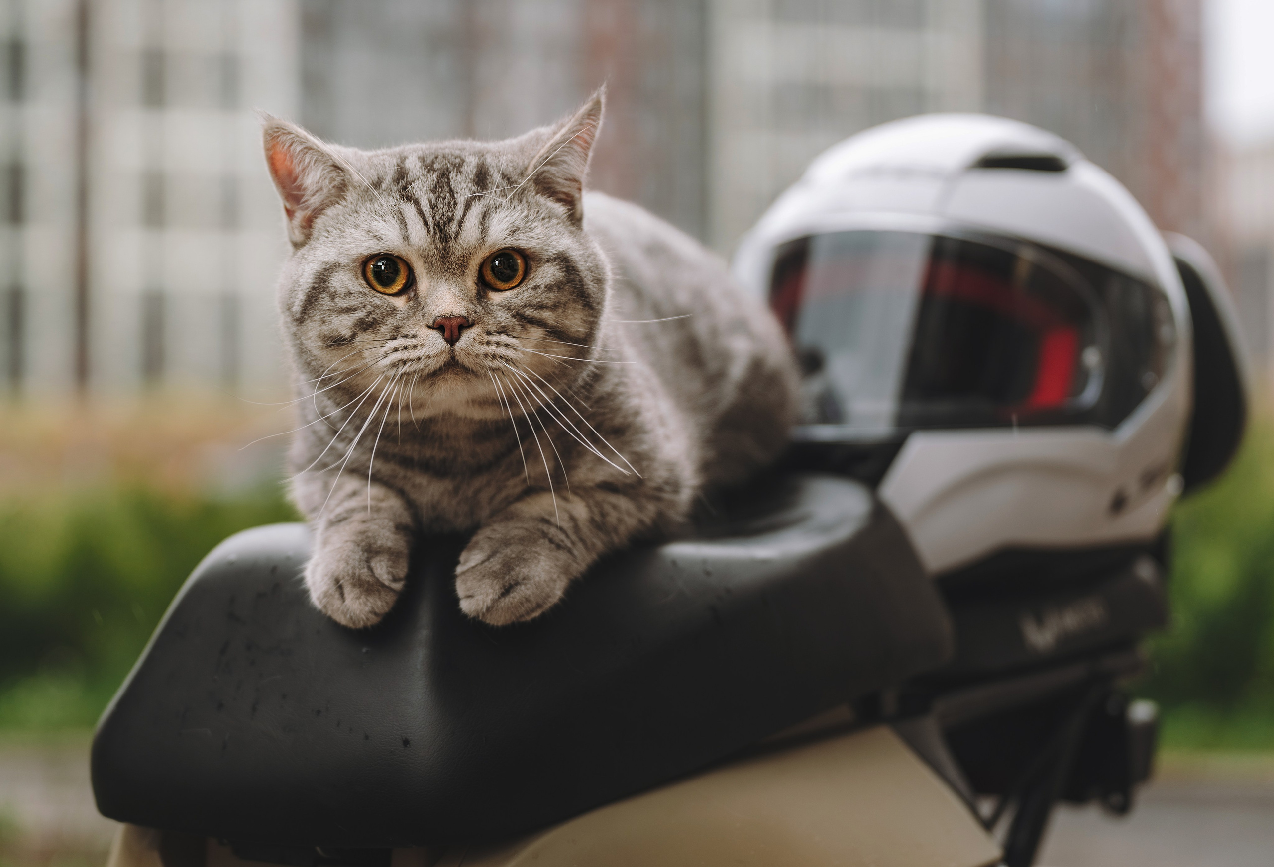Цены за фотосессию с собакой. Фотограф анималист в Спб недорого Олеся Майорова
