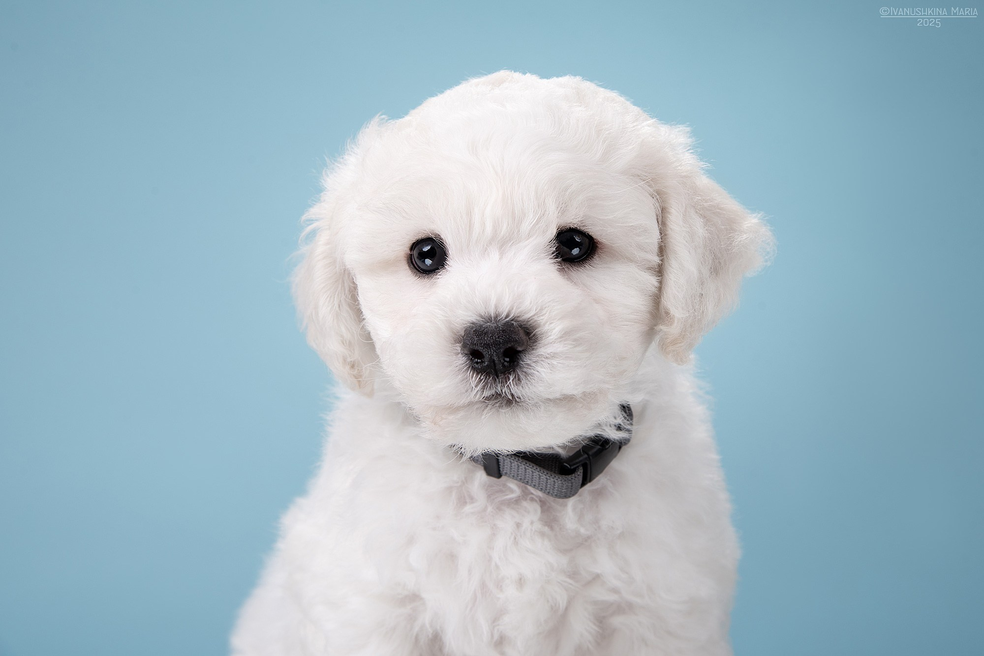 мальтезе щенок