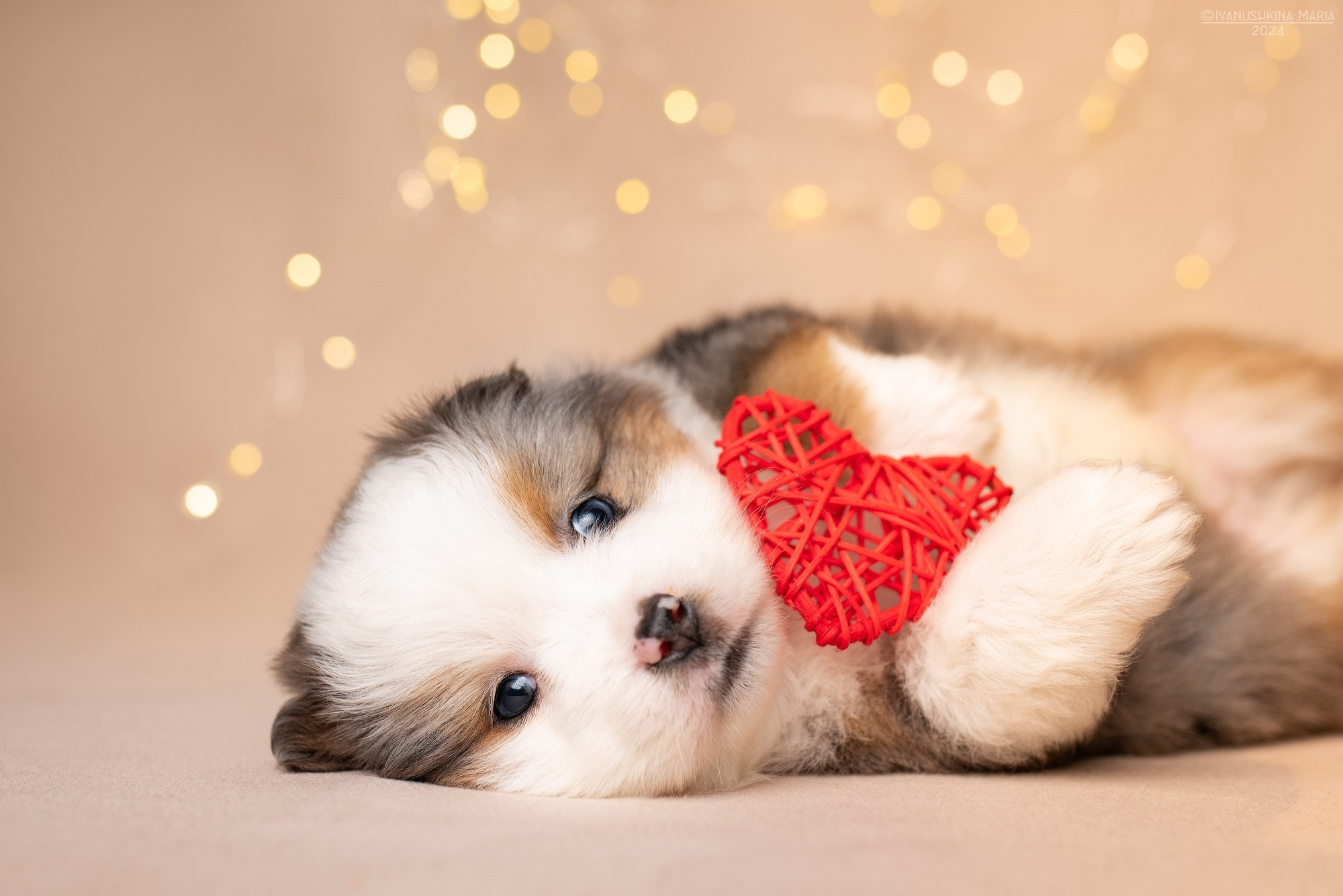 щенок с сердечком