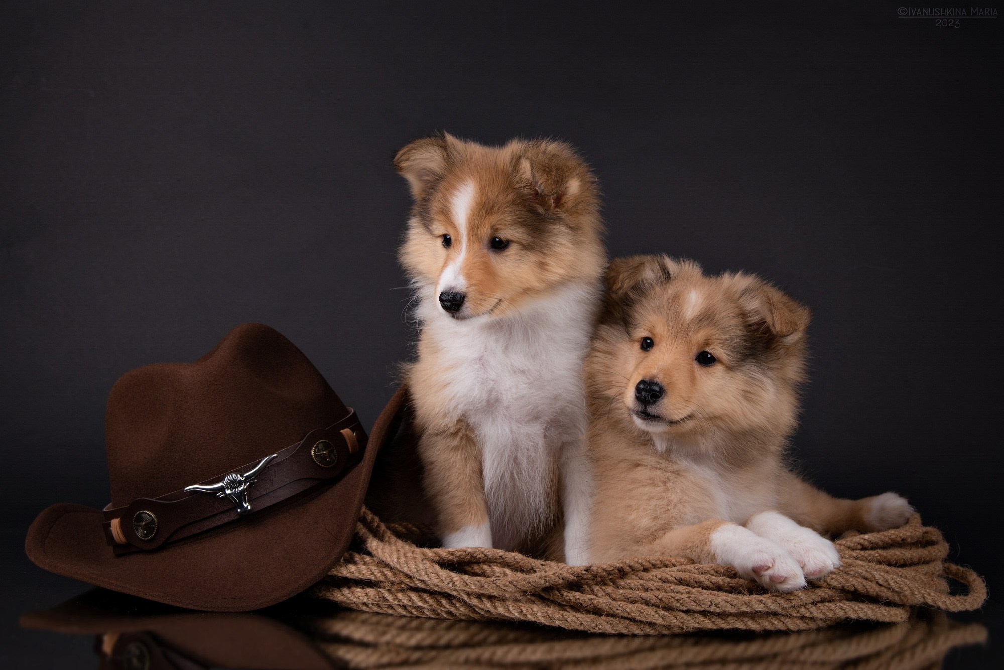 щенки шелти в студии