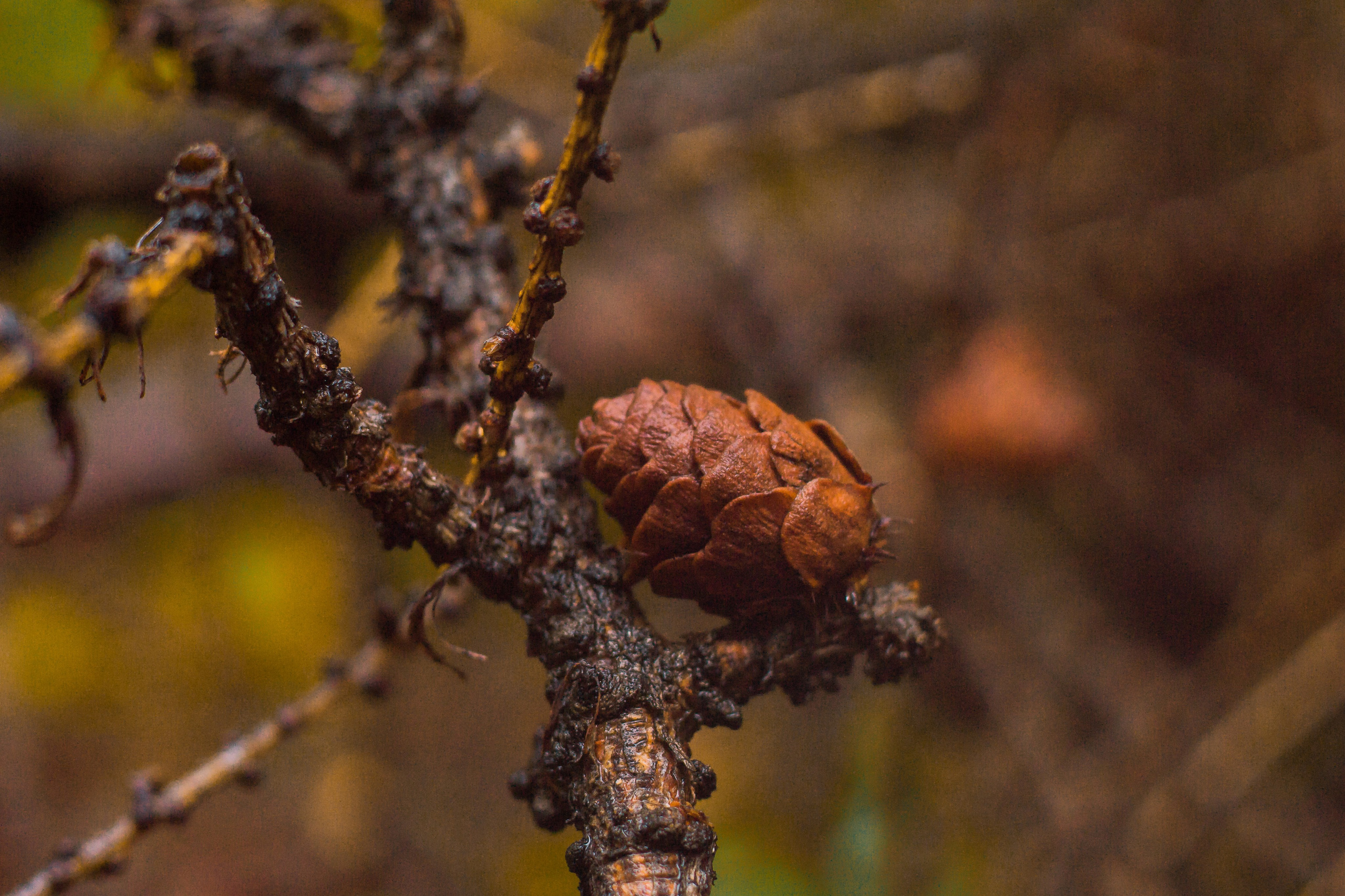 Гора малый Сугомак. Сентябрь, 2023 год. Фотограф Переверзева Анна Екатеринбург