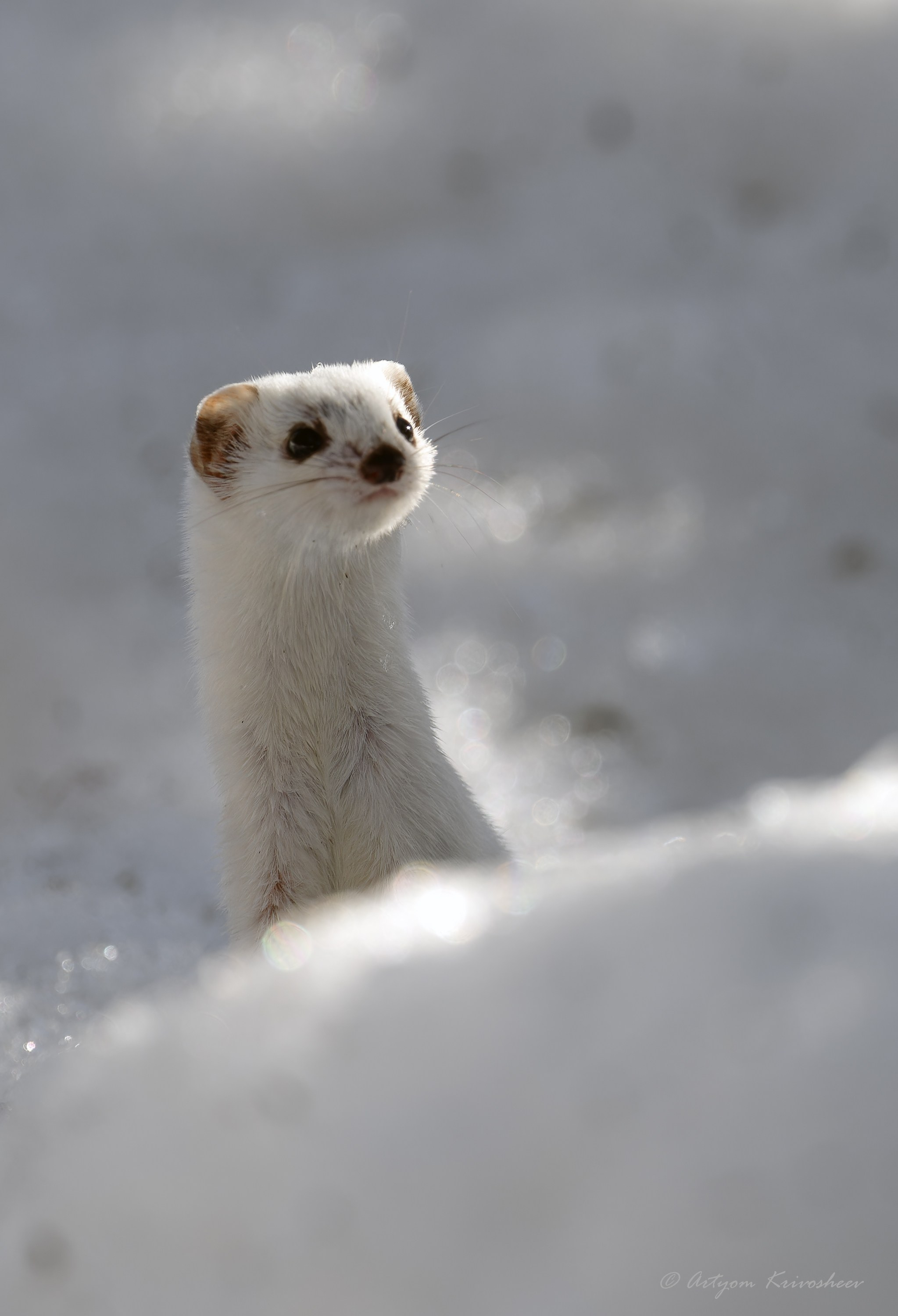 Ласка (лат. Mustela nivalis). Фотограф и путешественник Артём Кривошеев