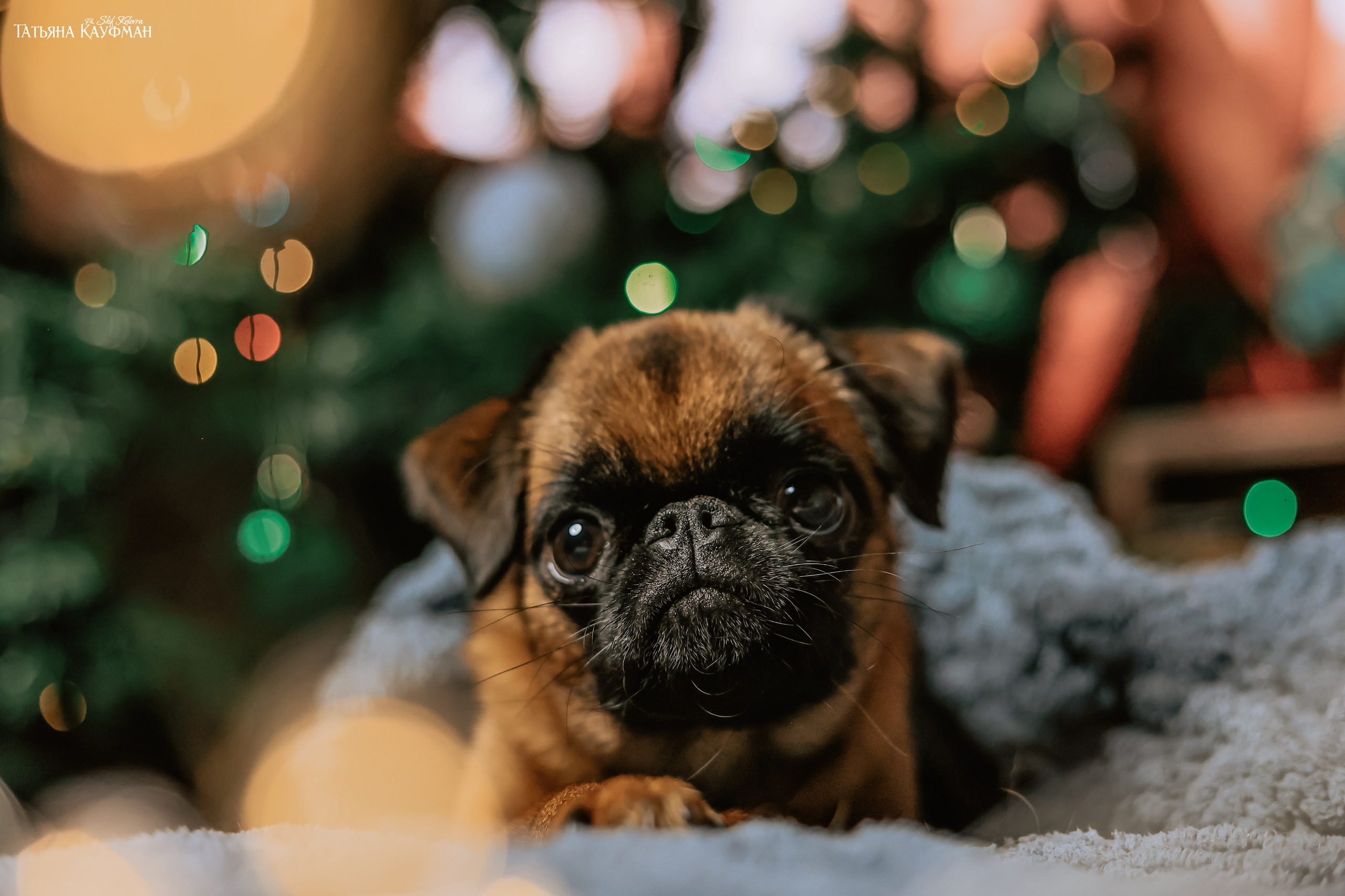 Малый брабансон, фотография брабансон, красивая собака, фотограф анималист, фотокурс Анималистика, научиться фотографировать собак, фотограф Новосибирск