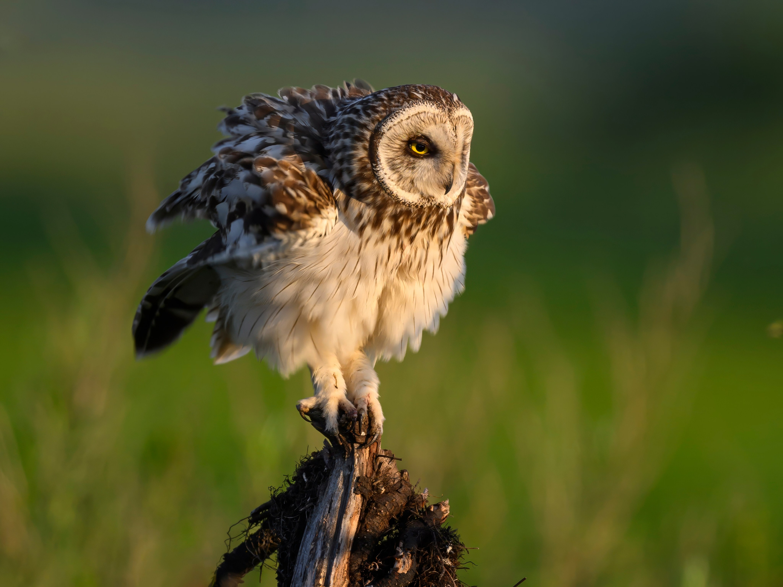 Совы и кулики. Фотограф Сергей Пупонин