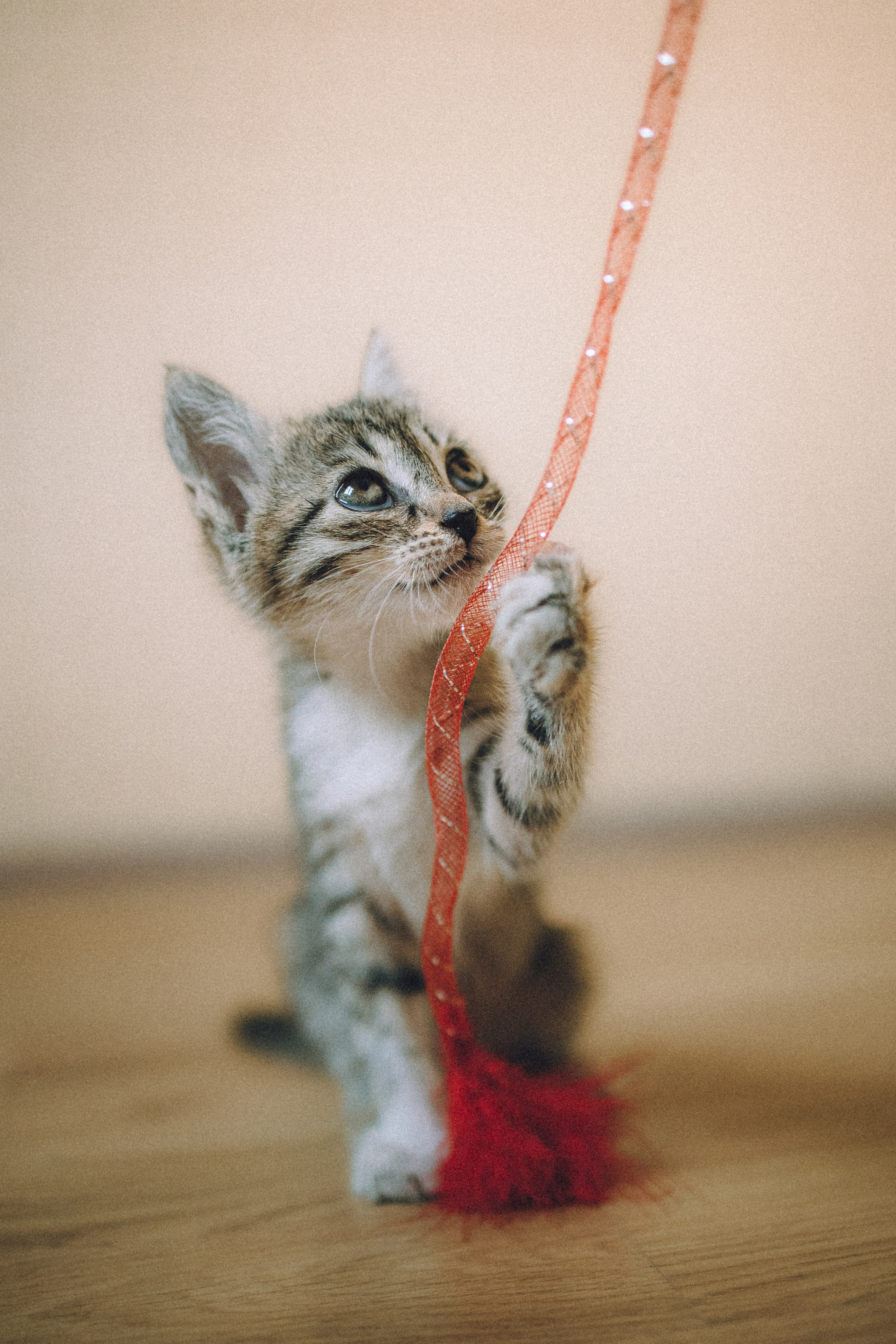 Более 30 идей для фотосессии с котенком