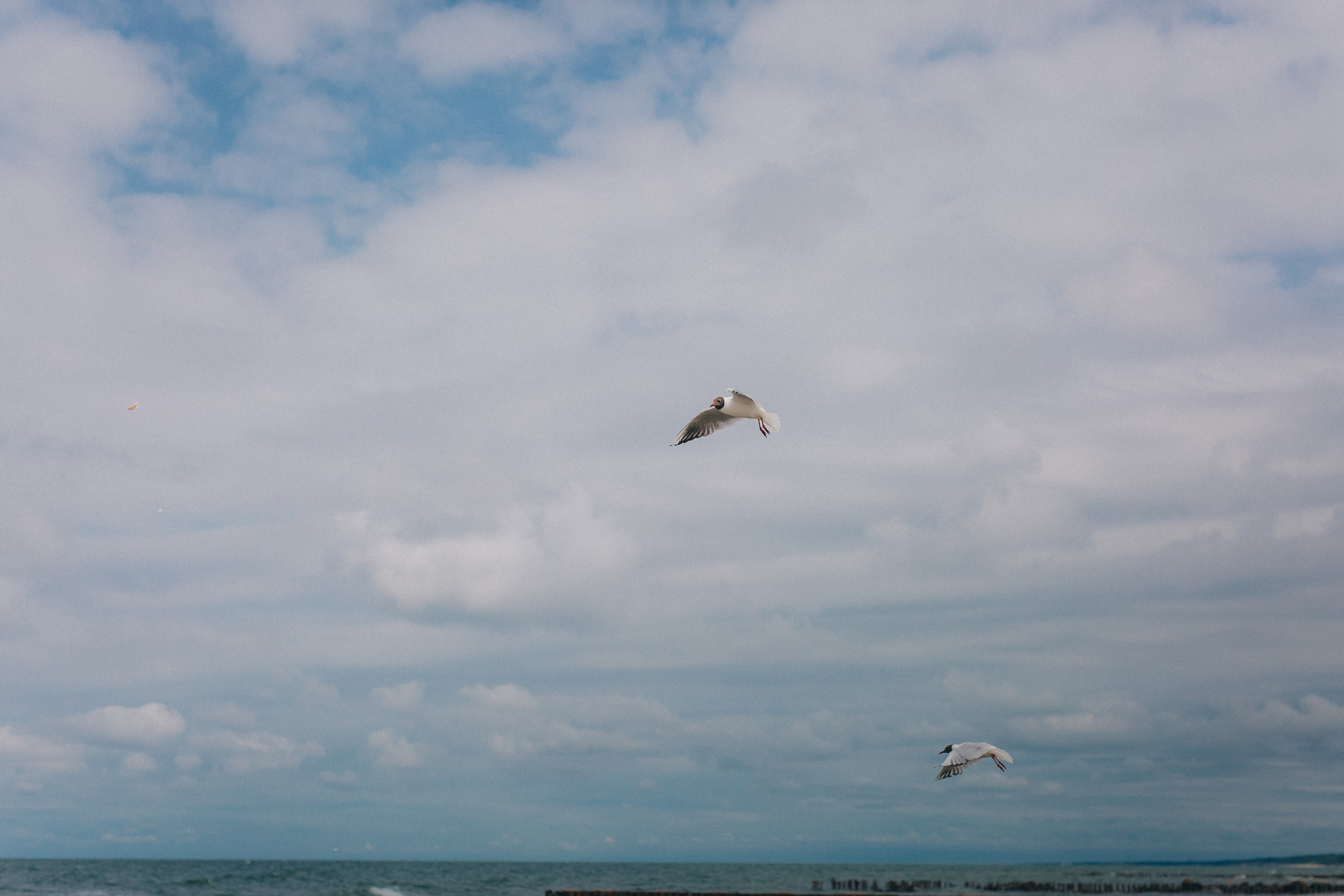 Фотограф Зеленоградск Красильникова Елена