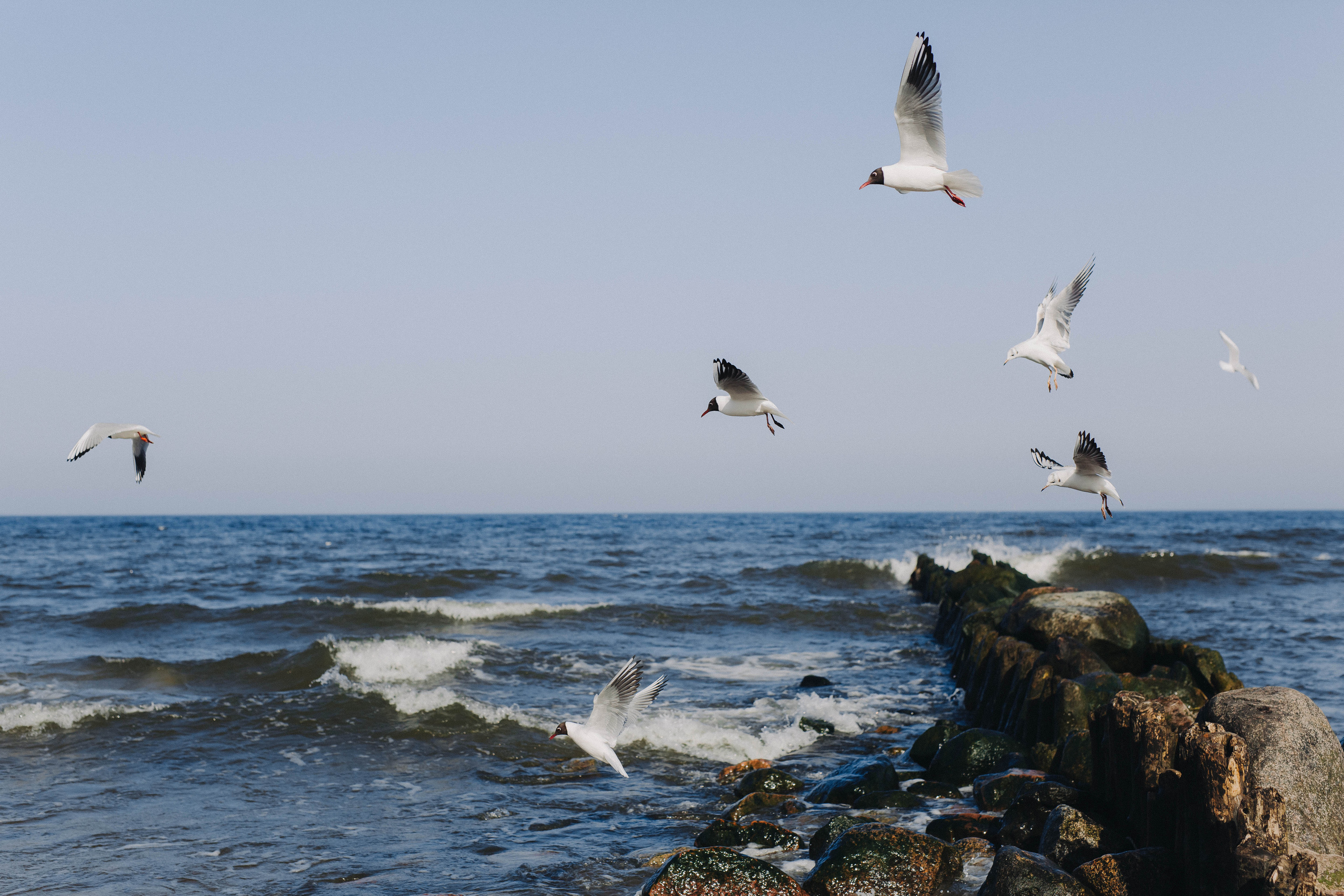 Фотограф Зеленоградск Красильникова Елена