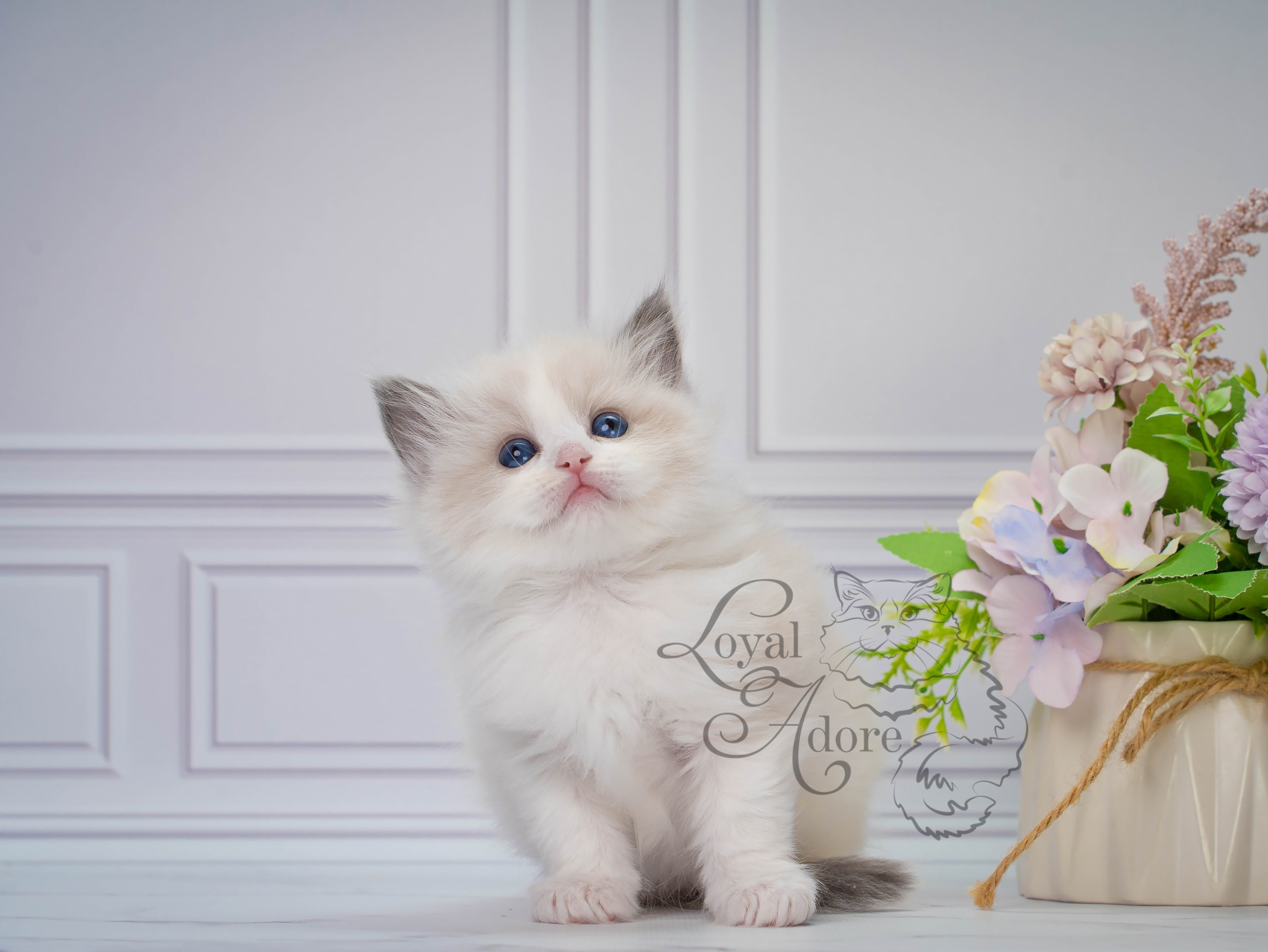 Котята рэгдолл от Loyal Adore. Питомник рэгдолл Loyal Adore